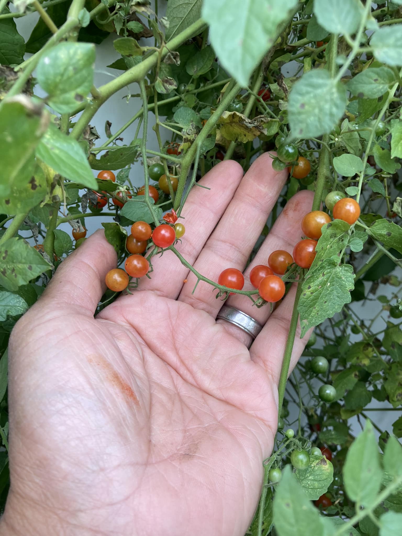Sweet pea tomatoes mislabeled as Rutgers tomatoes