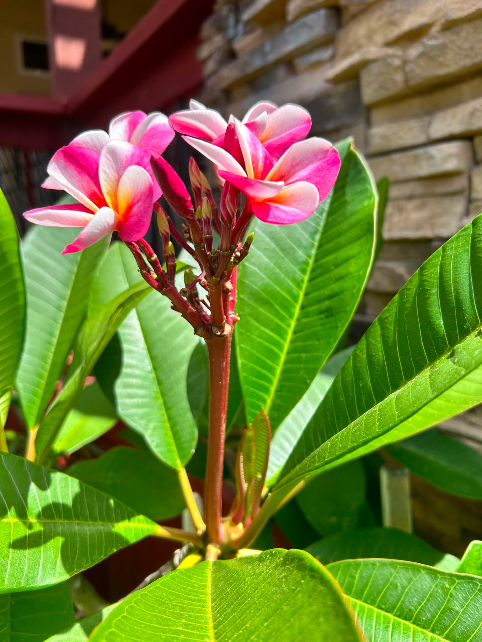 Is there a name for this particular plumeria?