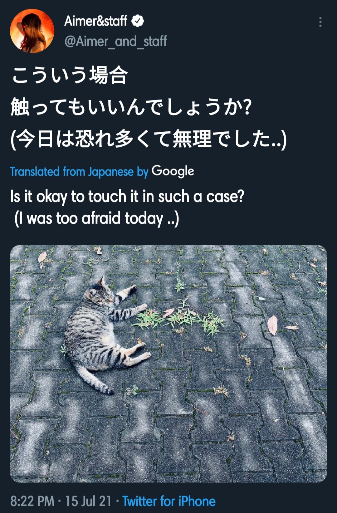 Aimer エメ 𝘢𝘪𝘮𝘦𝘳𝘳𝘩𝘺𝘵𝘩𝘮 𝗔𝗶𝗺𝗲𝗿 𝘀𝗮𝗻 𝘃𝘀 𝗧𝗵𝗲 𝗖𝗮𝘁 𝒂𝒅𝒐𝒓𝒂𝒃𝒍𝒆 Aimer Facebook