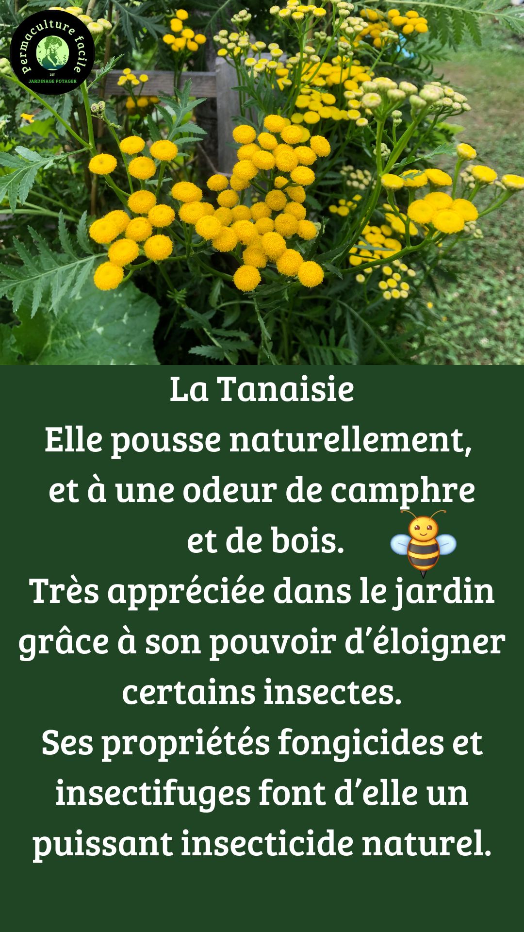 Plantes anti-moustiques : la liste des 20 plus efficaces