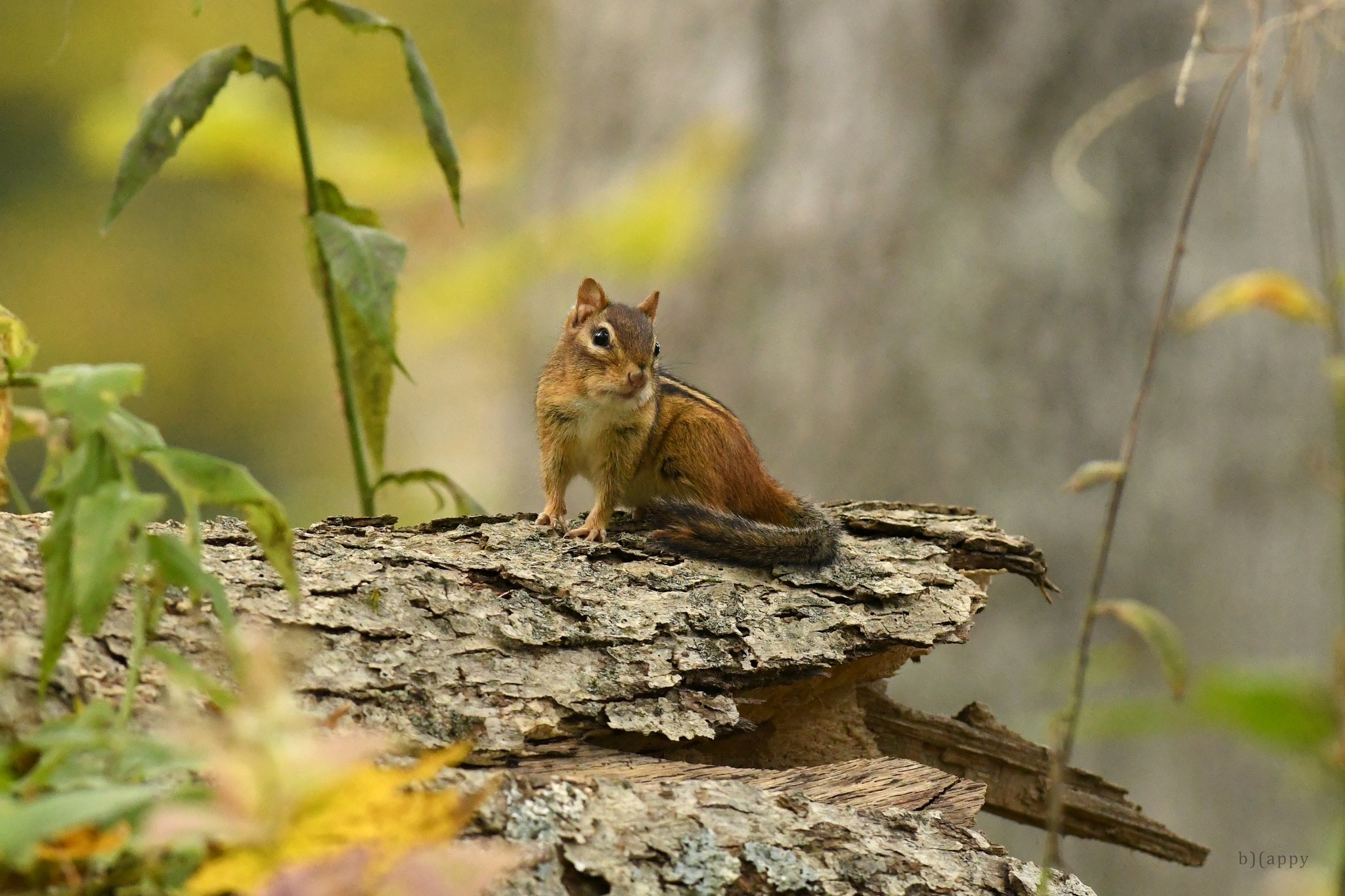 Chipmunk encounters on trails in Southwestern Southbury, CT