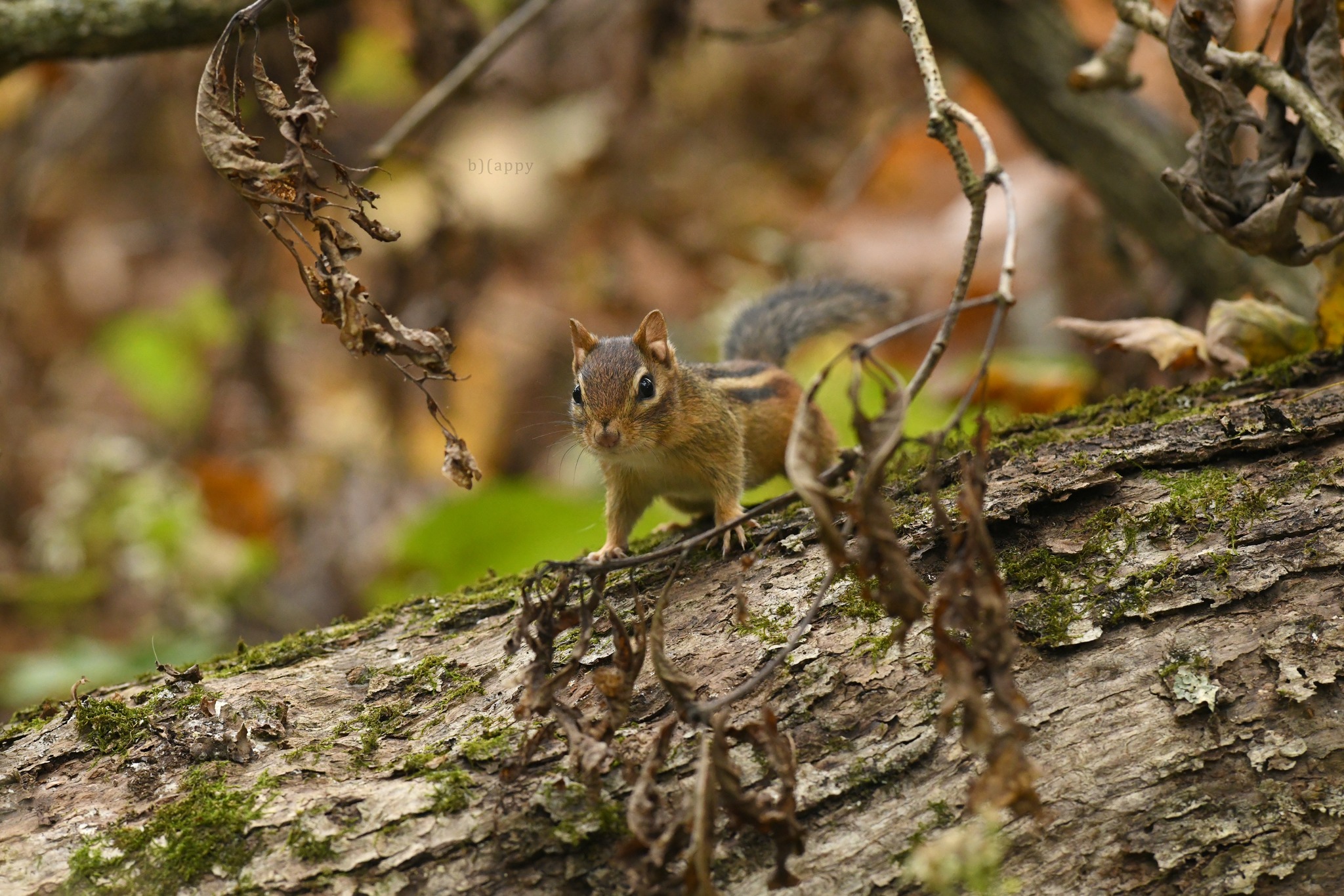 Chipmunk encounters on trails in Southwestern Southbury, CT