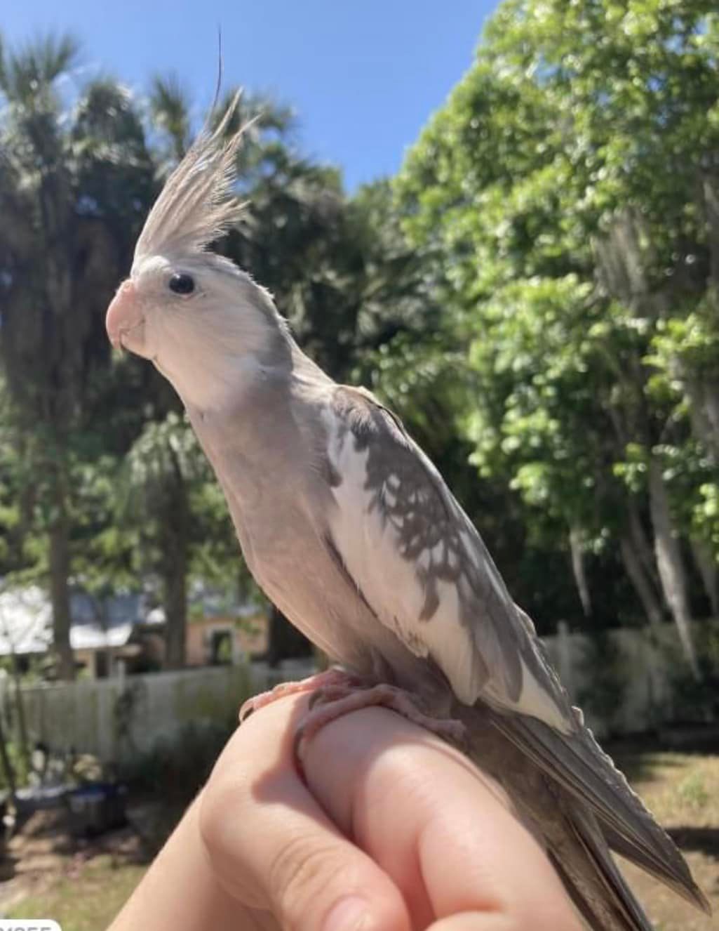 ❤︎  Lost cockatiel named Chunky in Beach City County, VA