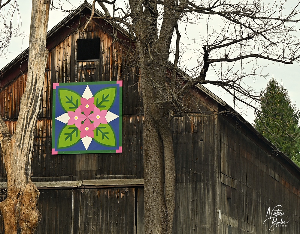 Tobacco fields on the Milford Barn Quilt Trail
