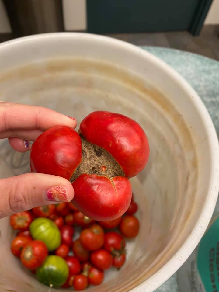 What's causing holes in my Delaware tomatoes?