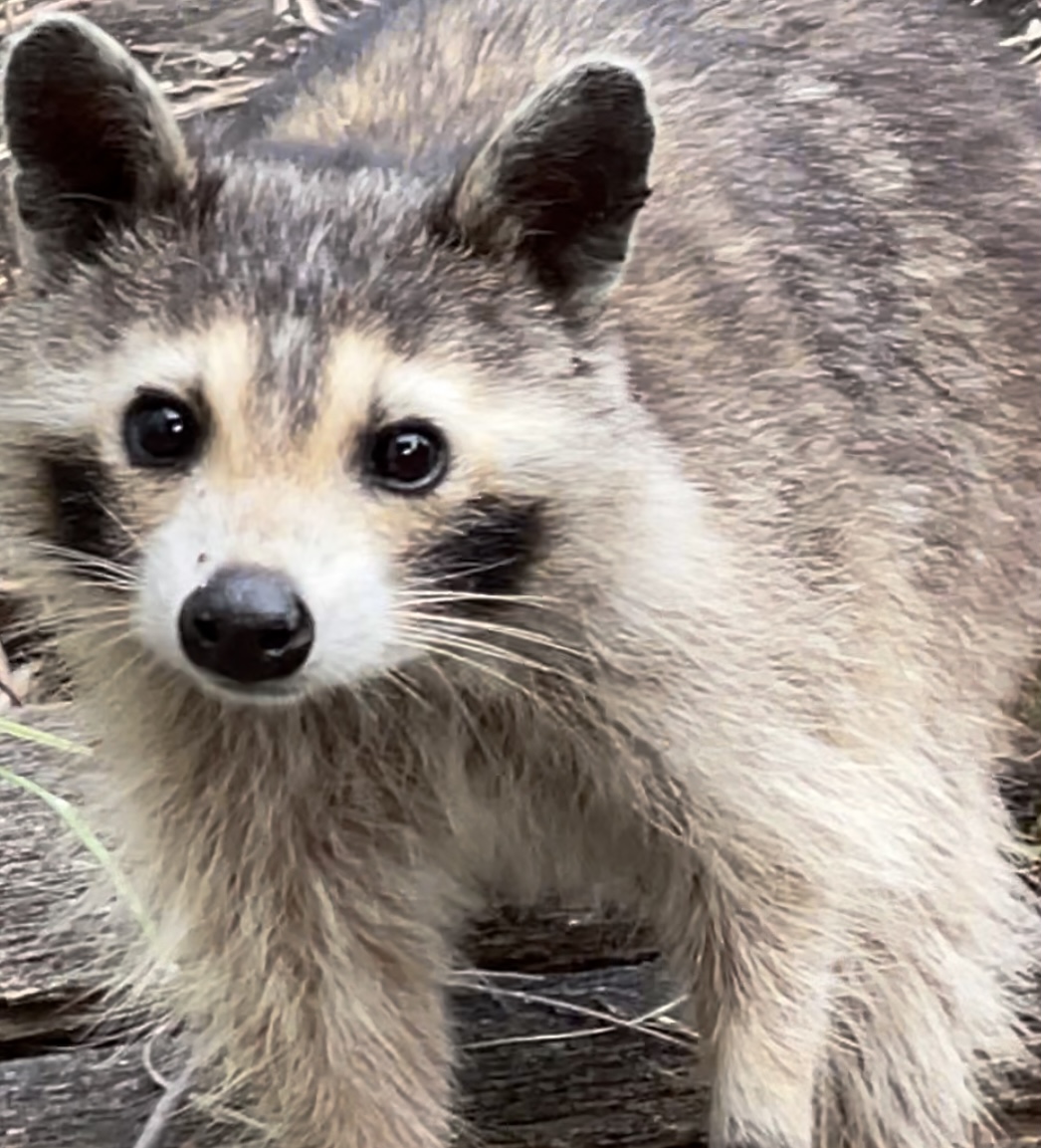 Raccoon with unique markings spotted recently