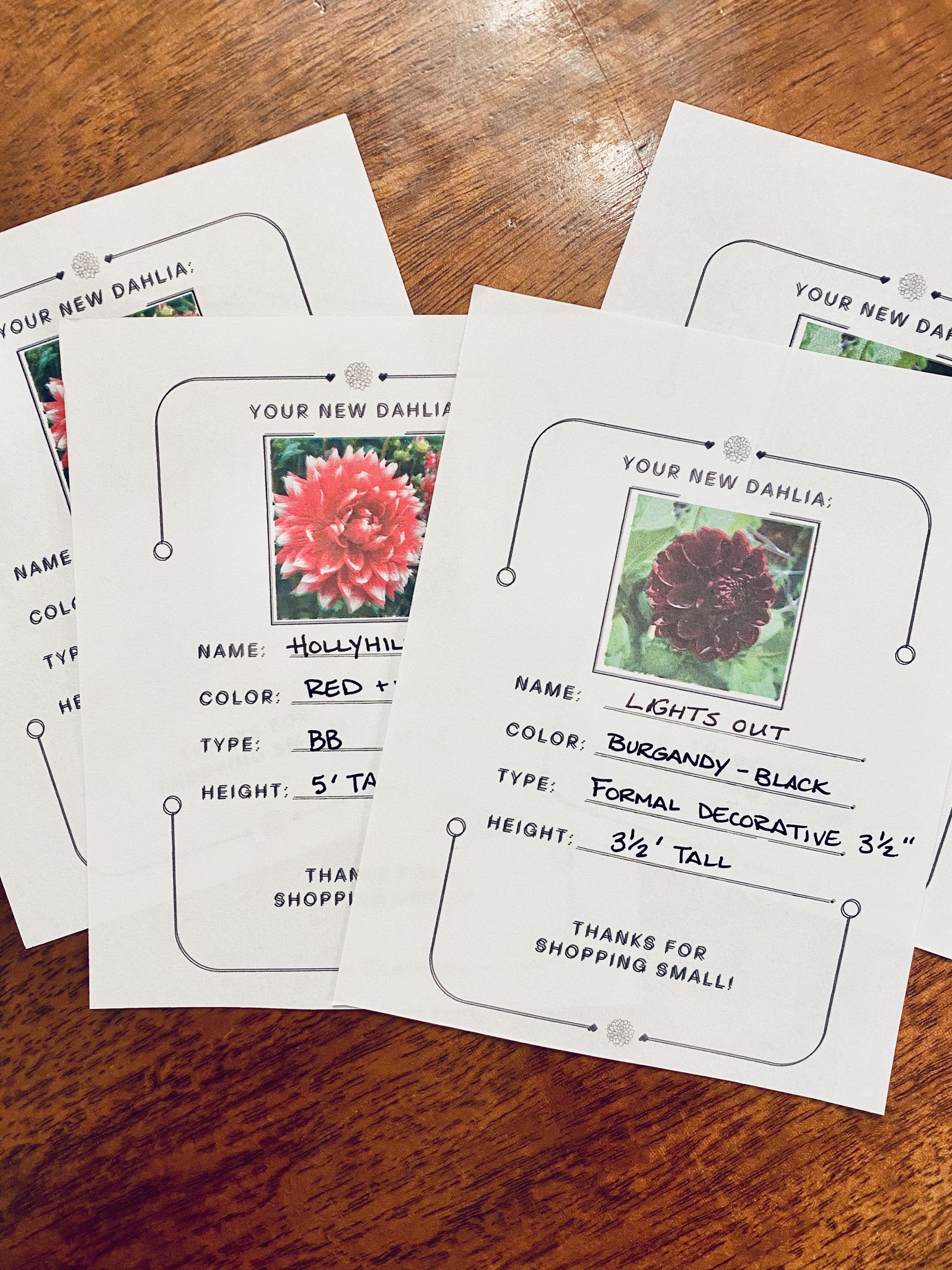 Editable dahlia identification cards for organization