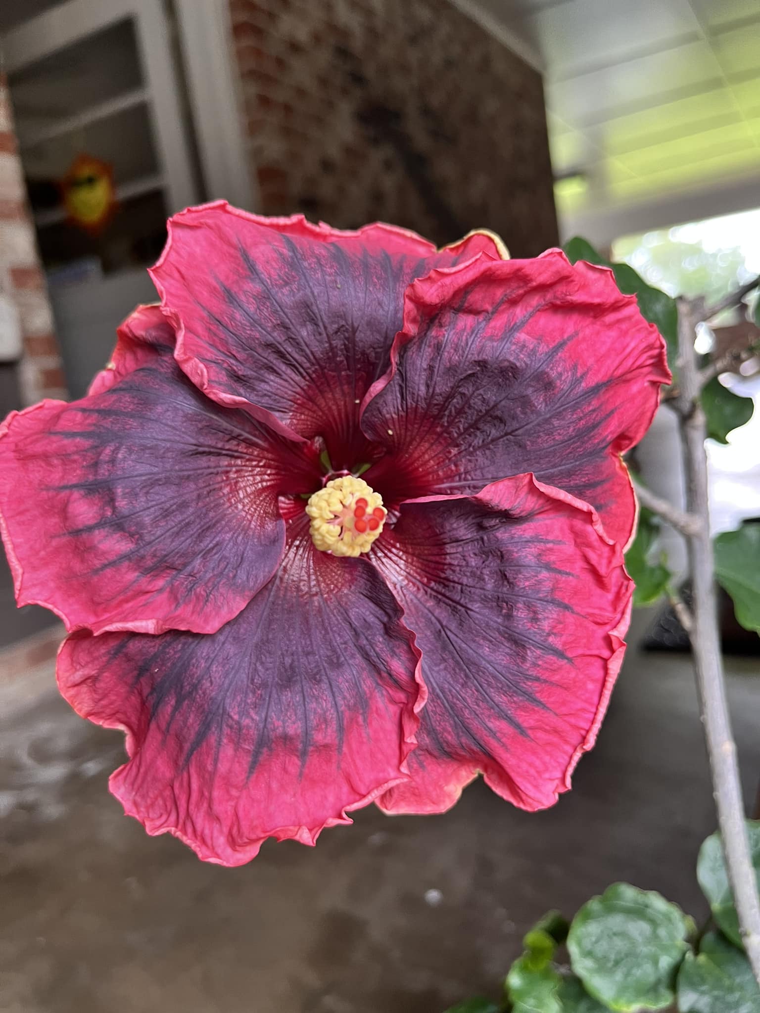 Hibiscus SUMMERIFIC 'Cherry Choco Latte' won the People's Choice