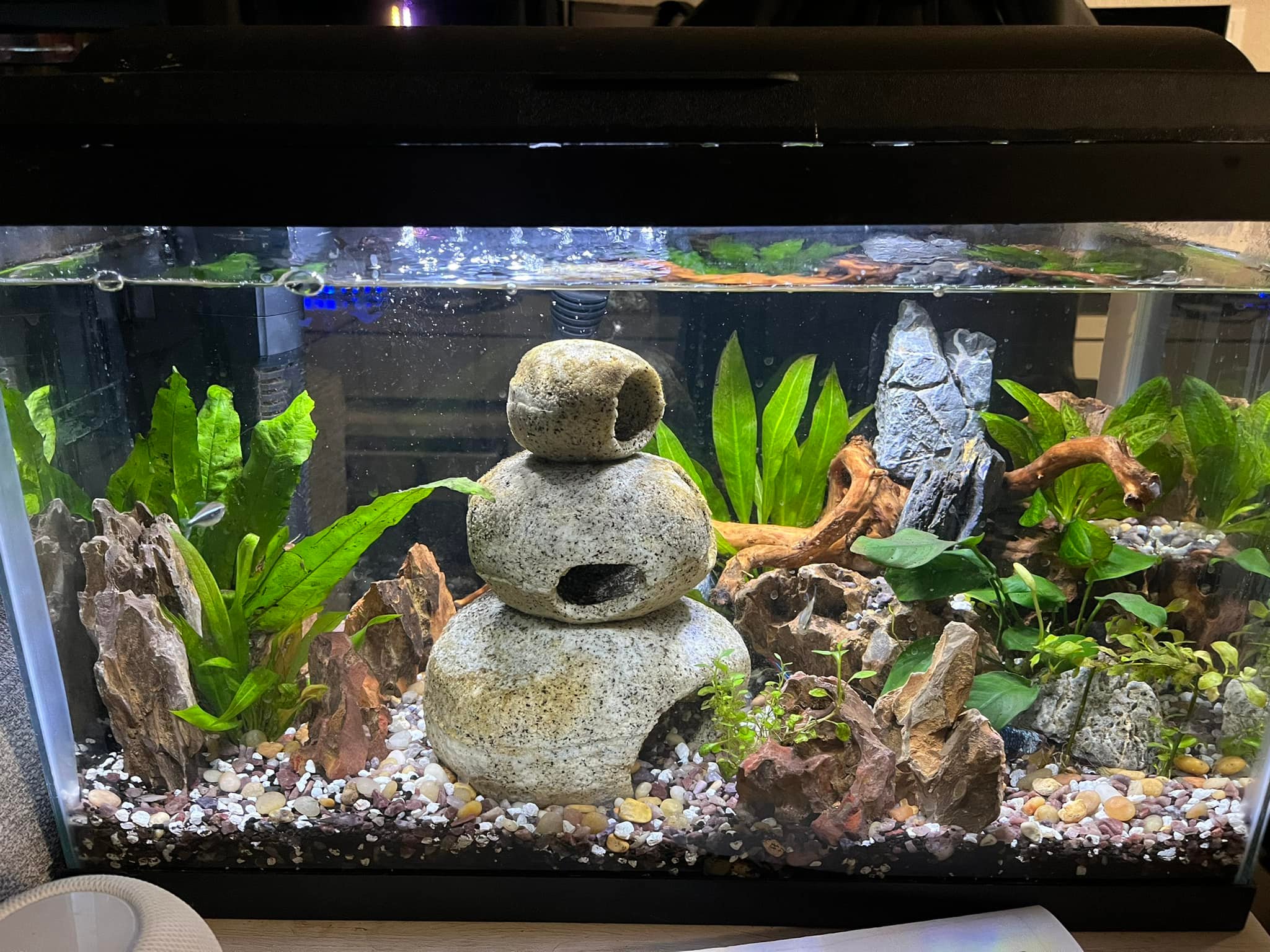 beta fish accessories cyber monday Betta Tank Product SpecificationsMaterial Betta Fish Hammock: Leaf Bed