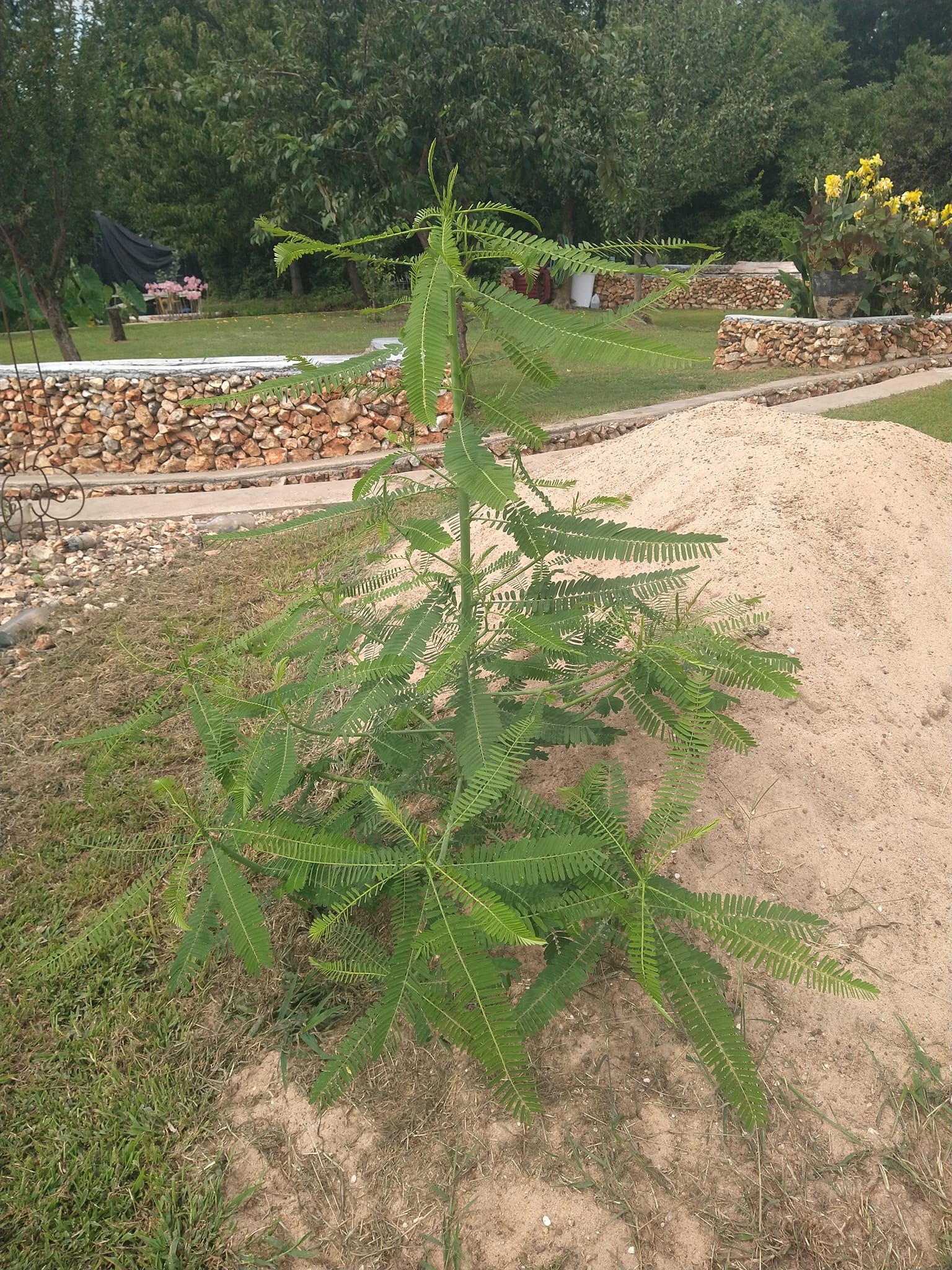 What is this plant that resembles a mimosa tree?