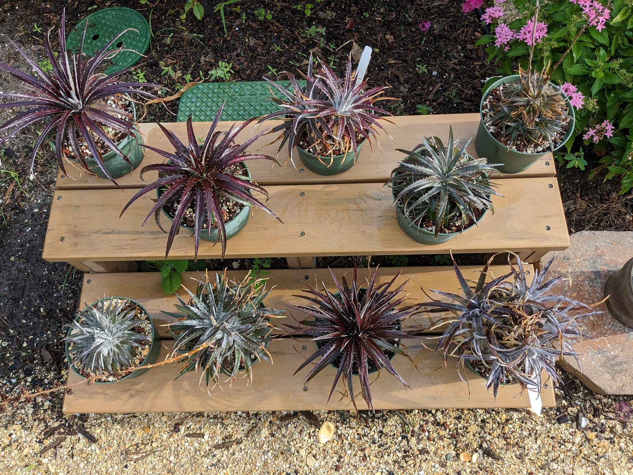 Dyckia dawsonii in my bromeliad collection