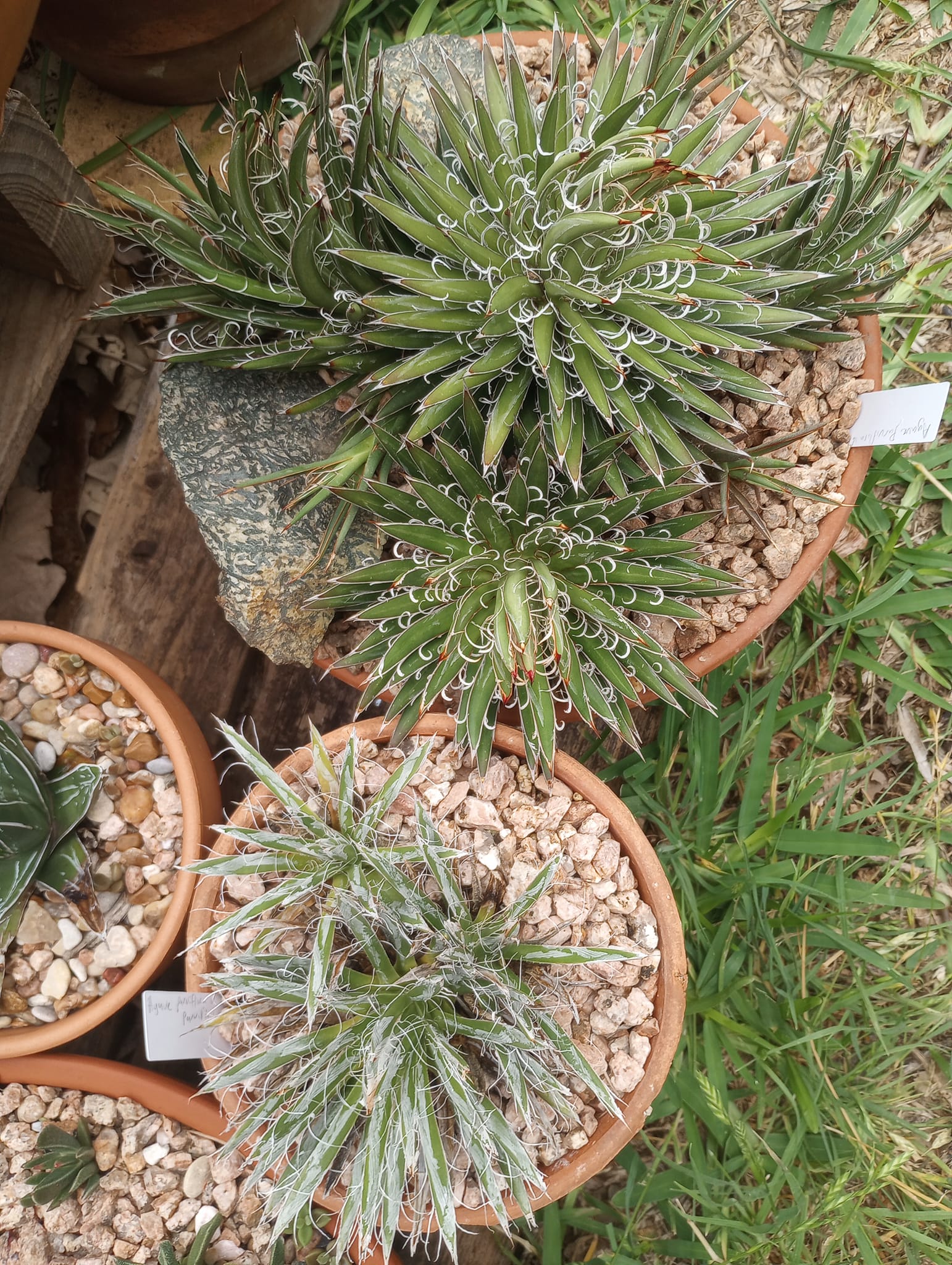 Cream Spike Agave (Agave applanata) · iNaturalist Agave applanata
