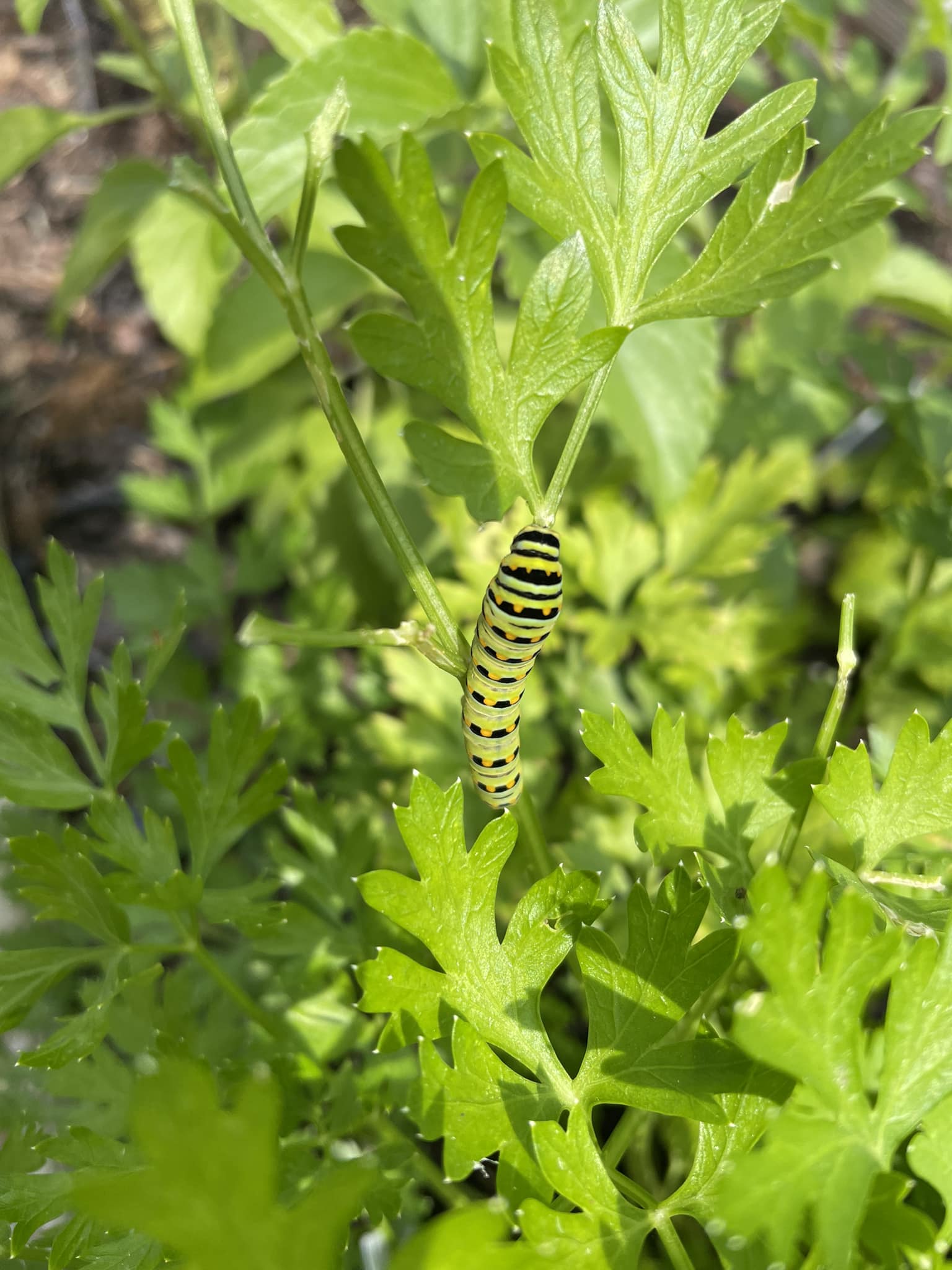 Is it a queen caterpillar without milkweed?