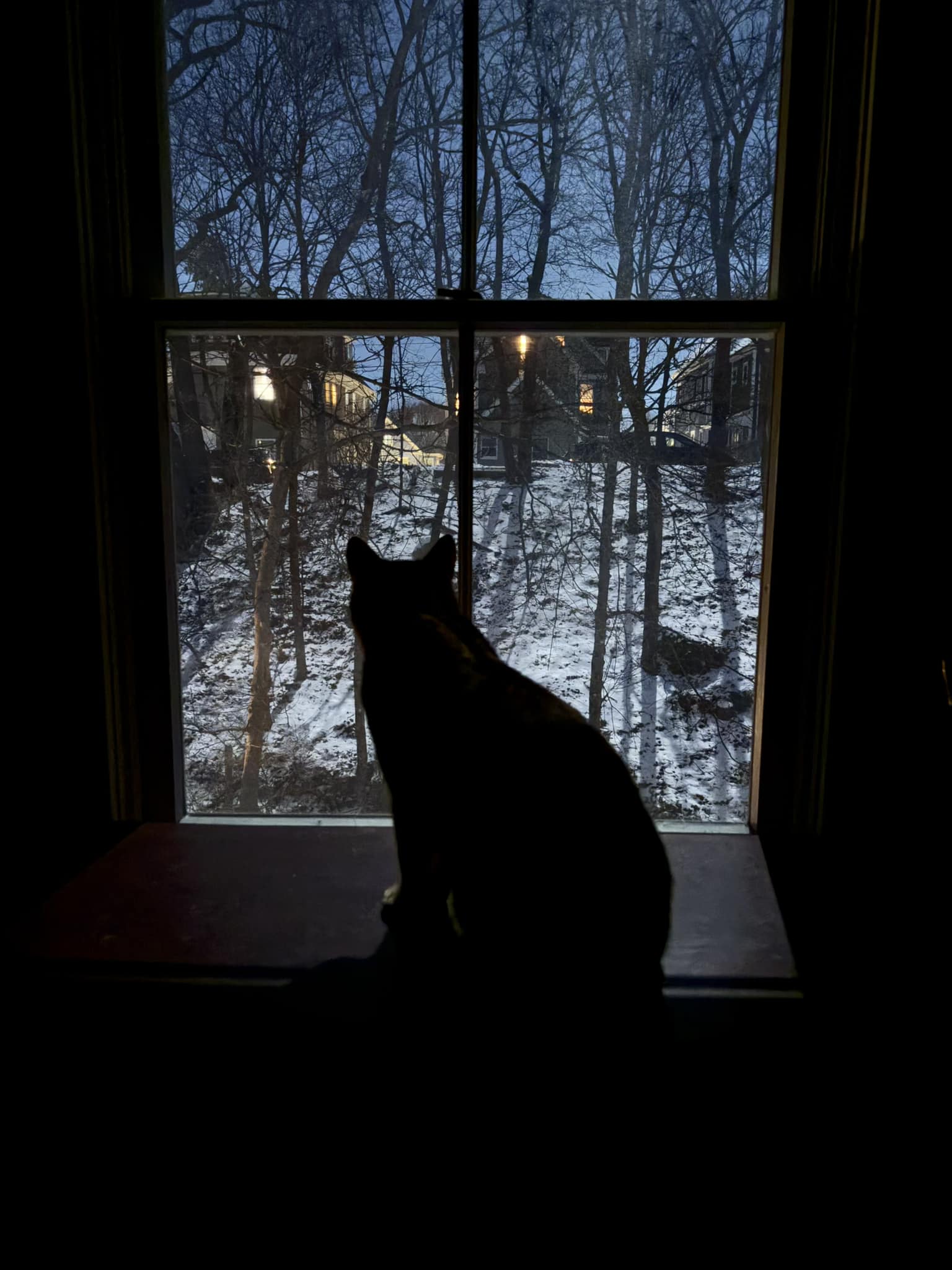 Soothing window view with calming cat sounds