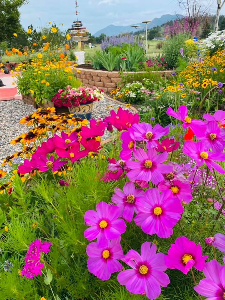 Check out our in ground and potted,... - Lily of the Field | Facebook
