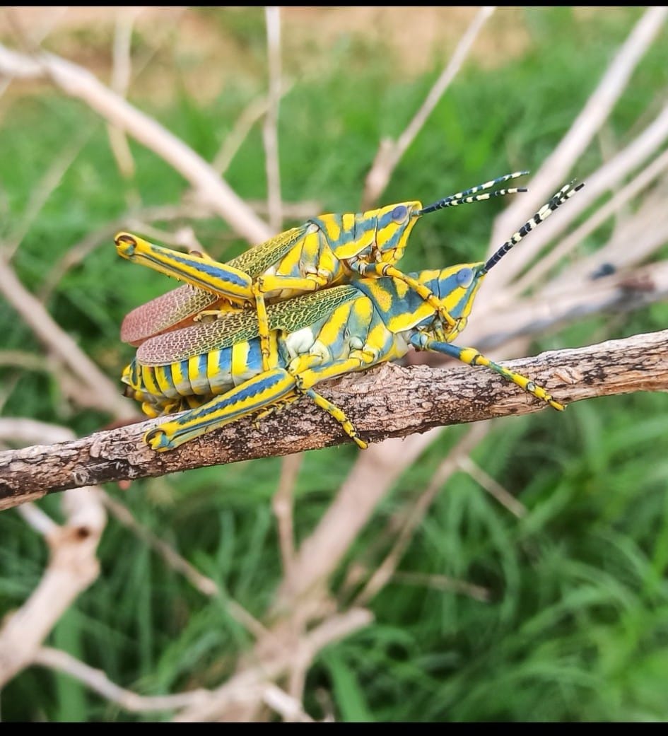 Sanctuary Nature Foundation - Group | Grasshopper | Facebook