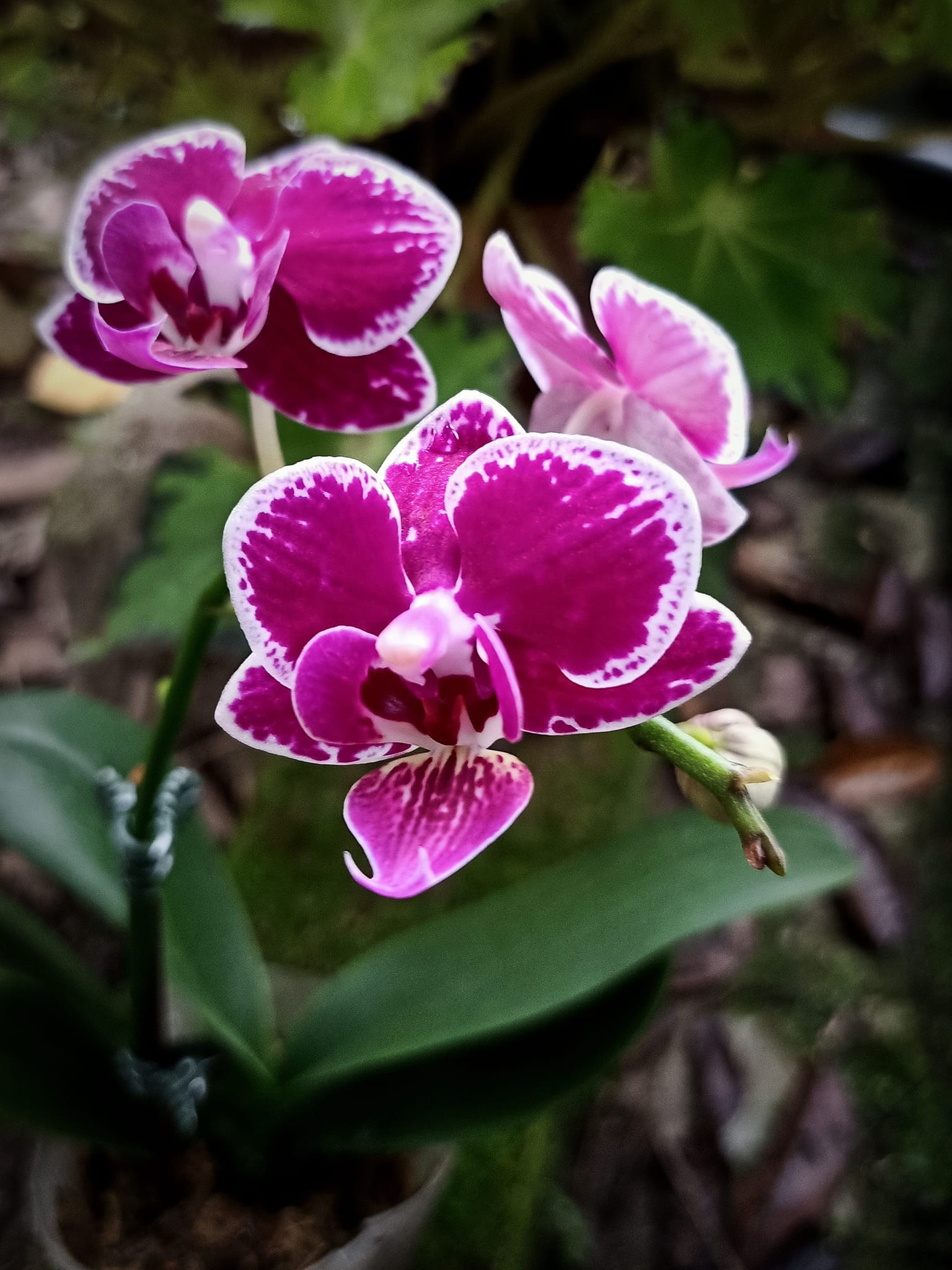 Phalaenopsis Timothy Christopher, a miniature orchid hybrid with 1