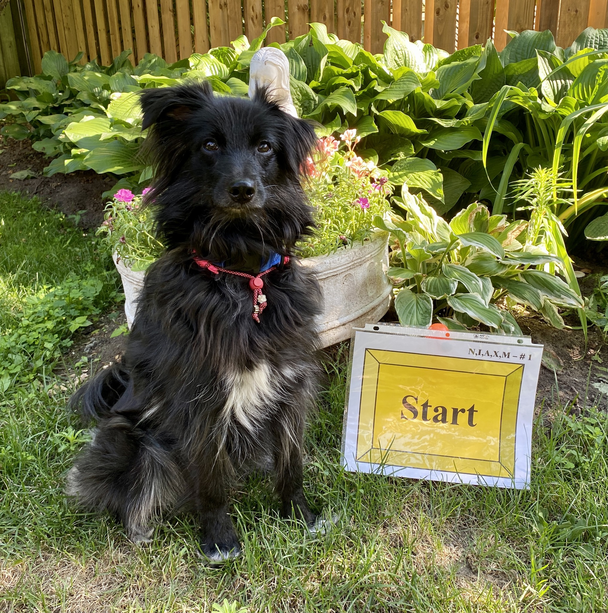 CKC(Canadian Kennel Club), Rally~O Course Maps & Individual Sign Videos ...