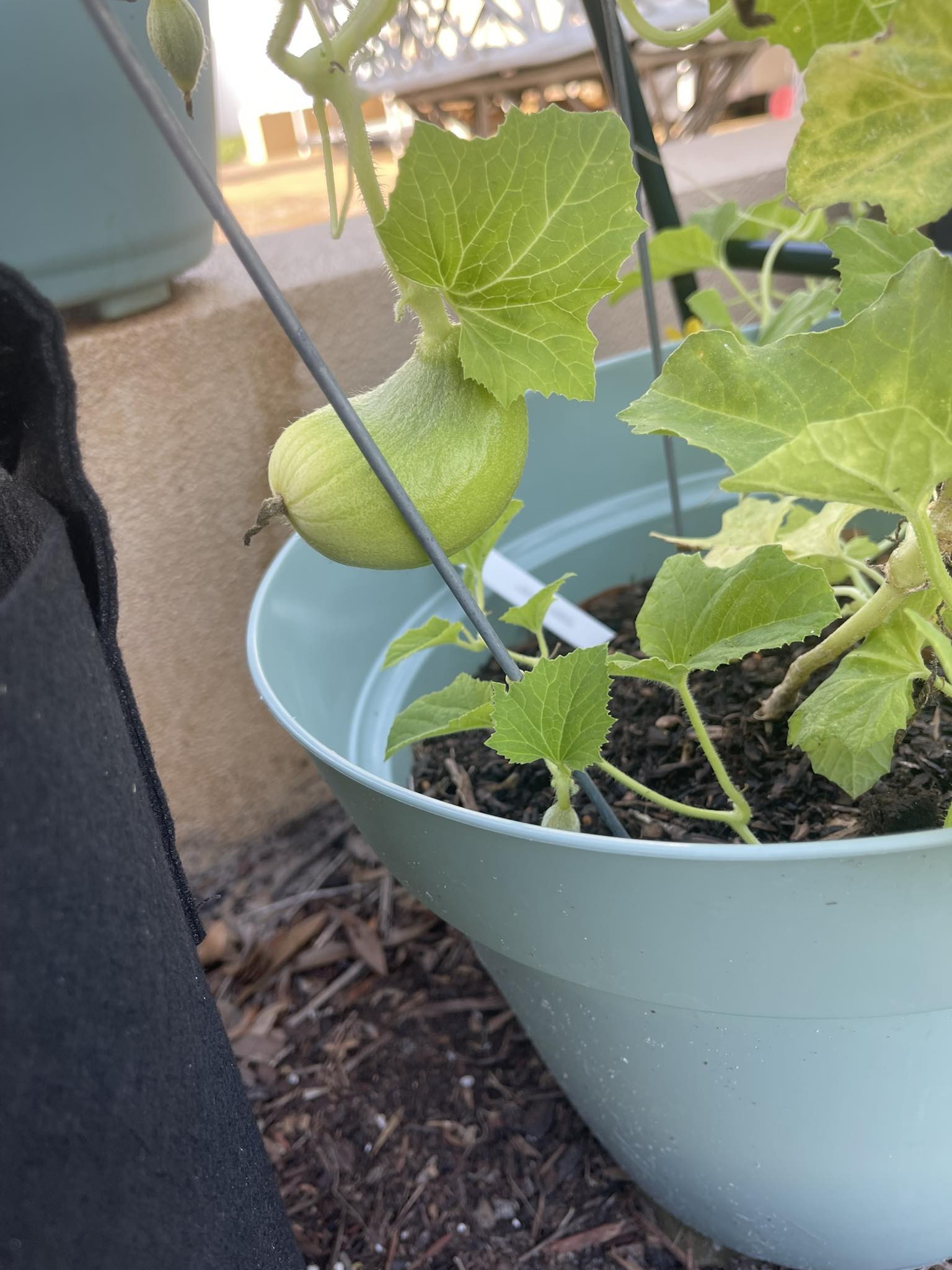 What type of melons are these and how long to grow?