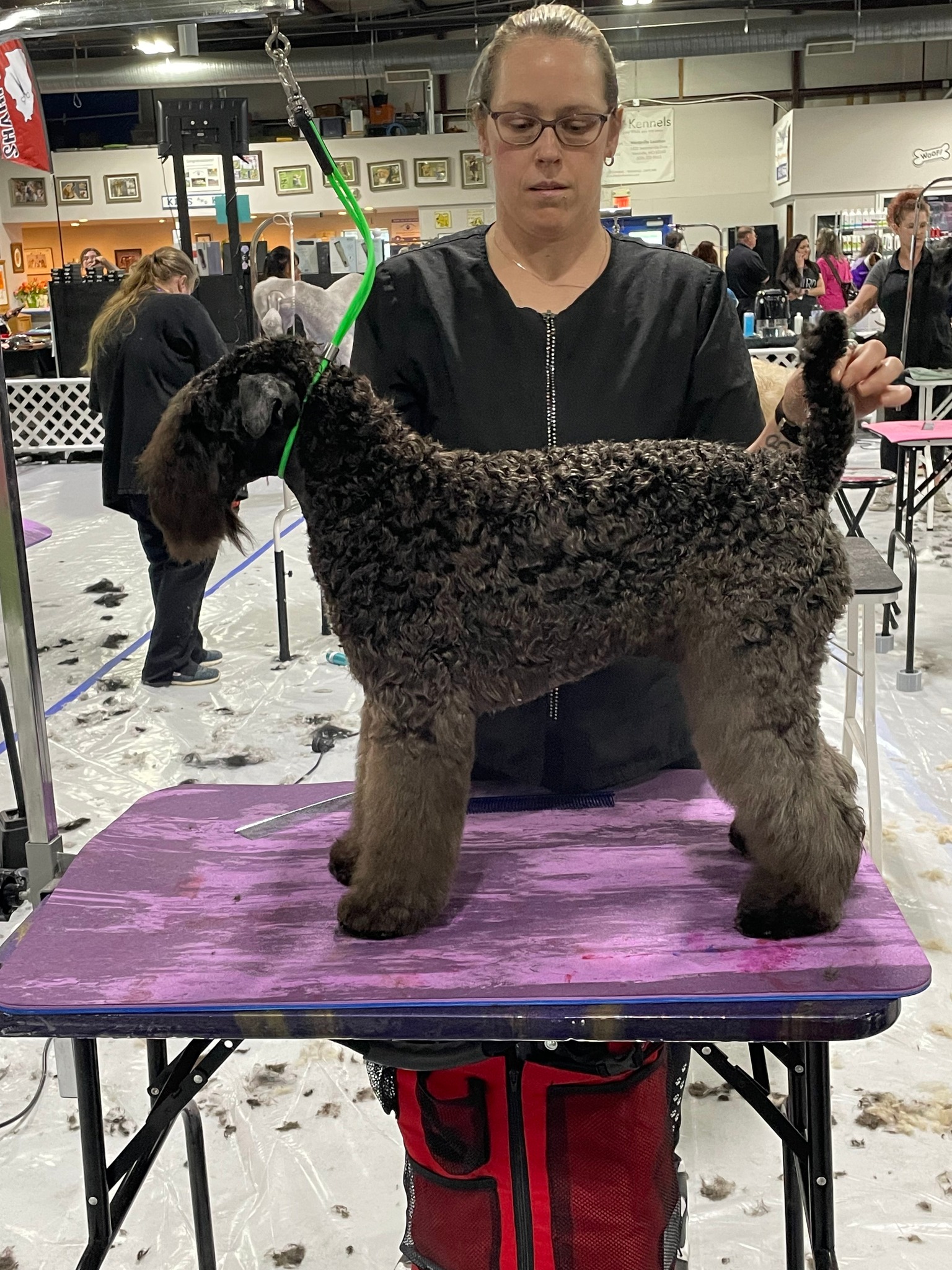Costerra Kerry Blue Terriers