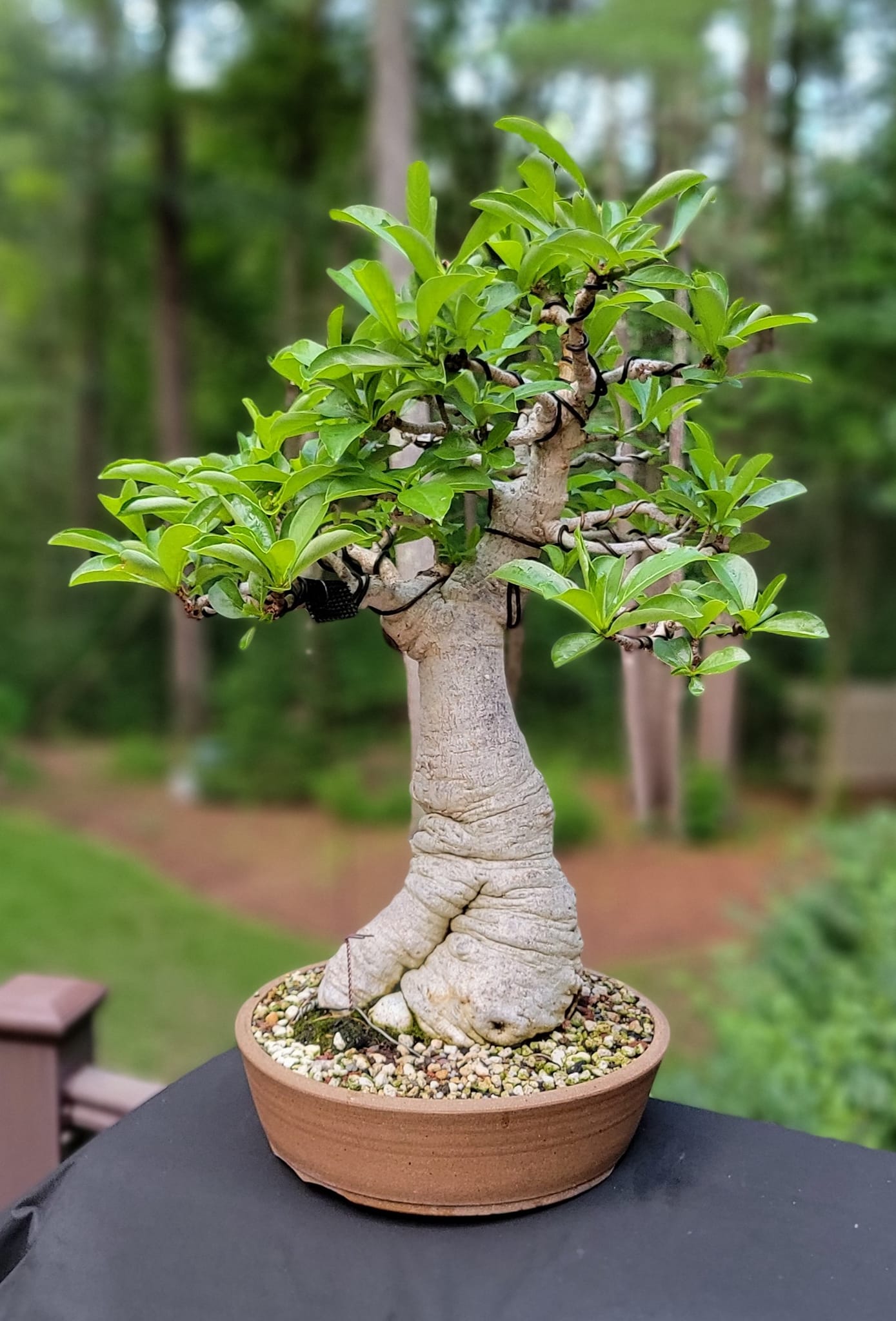 Nick Lenz's Demon Cedar bonsai at Pacific Bonsai Museum