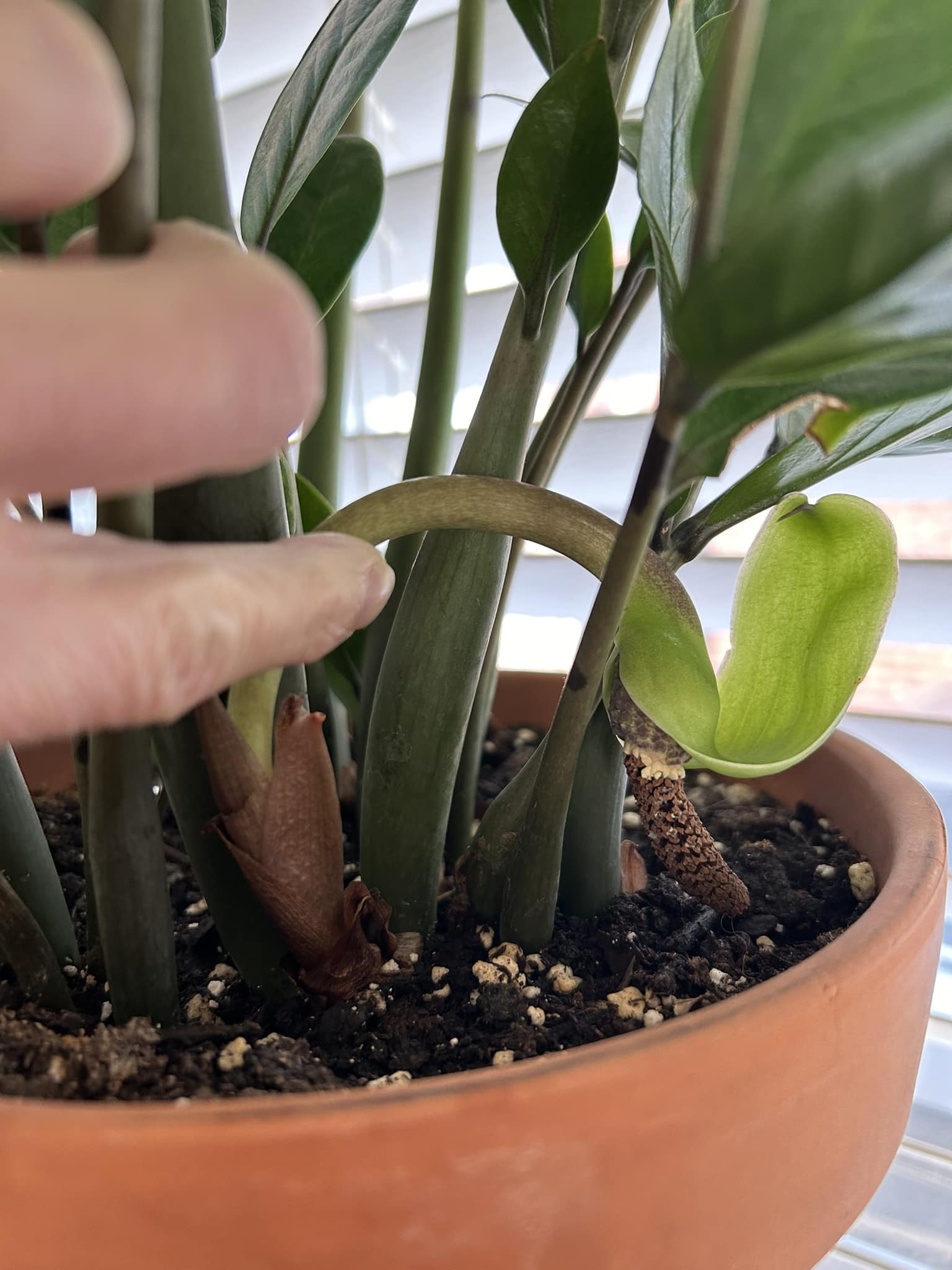 Are these weeds or new growth on my ZZ plant?