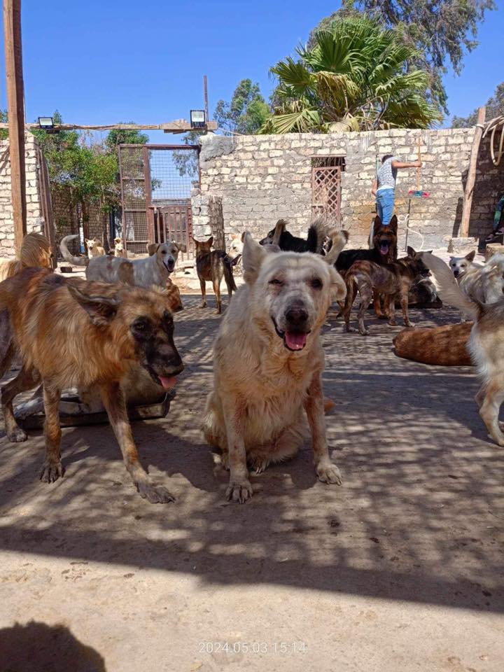 Many Paws Rescue (Giza) | Facebook