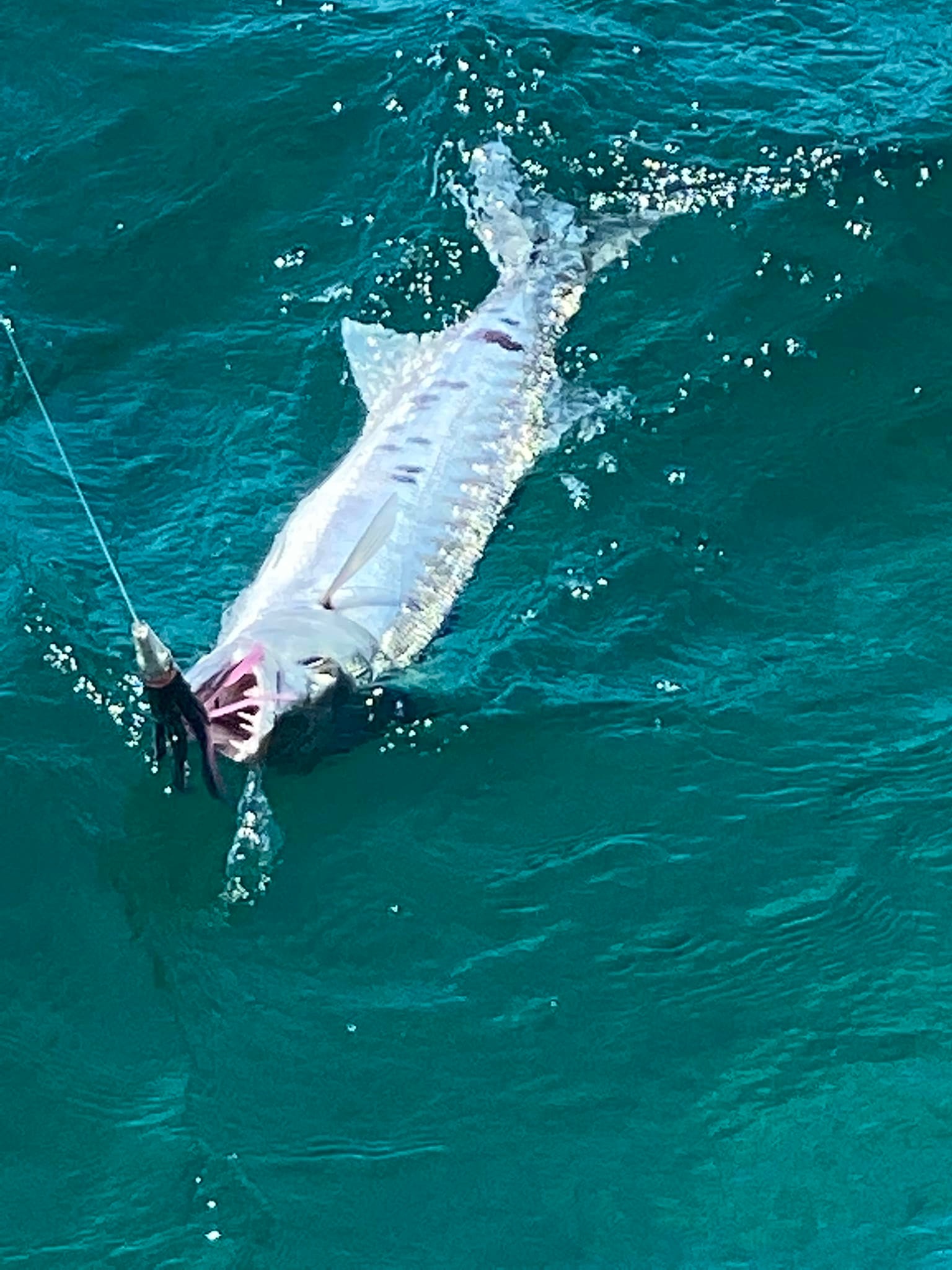 crawler fishing lure Dodge – The Hook Up Tackle Available in a number HOO-DOO RACCOON LURE Color:RastaFari Dobyns Rods- Mike Bucca