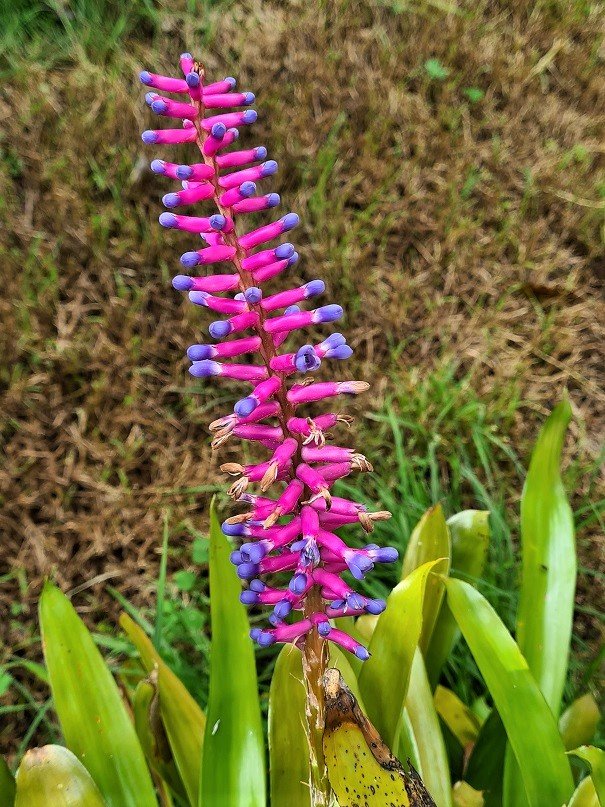 Aechmea brassicoides inflorescence and flowers.