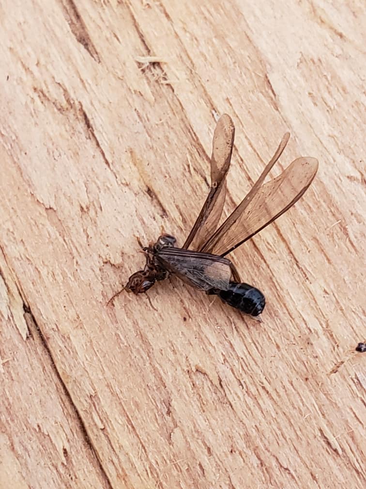 What are bugs on exterior walls in Bernal Heights?