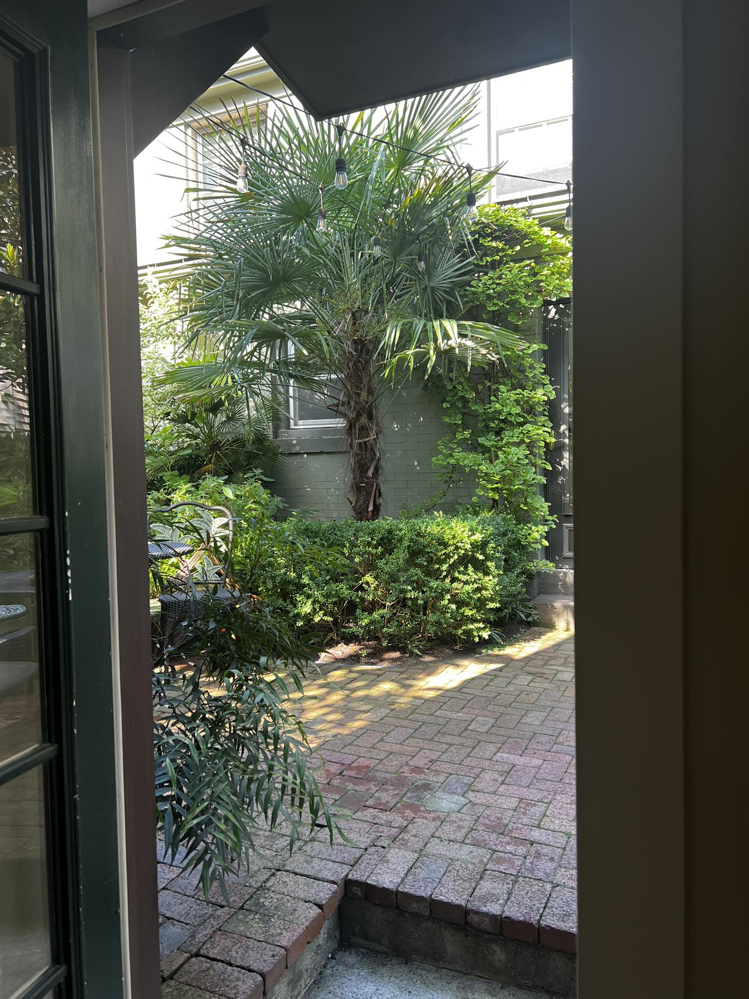 Beautiful windmill palm tree in zone 6b-7a