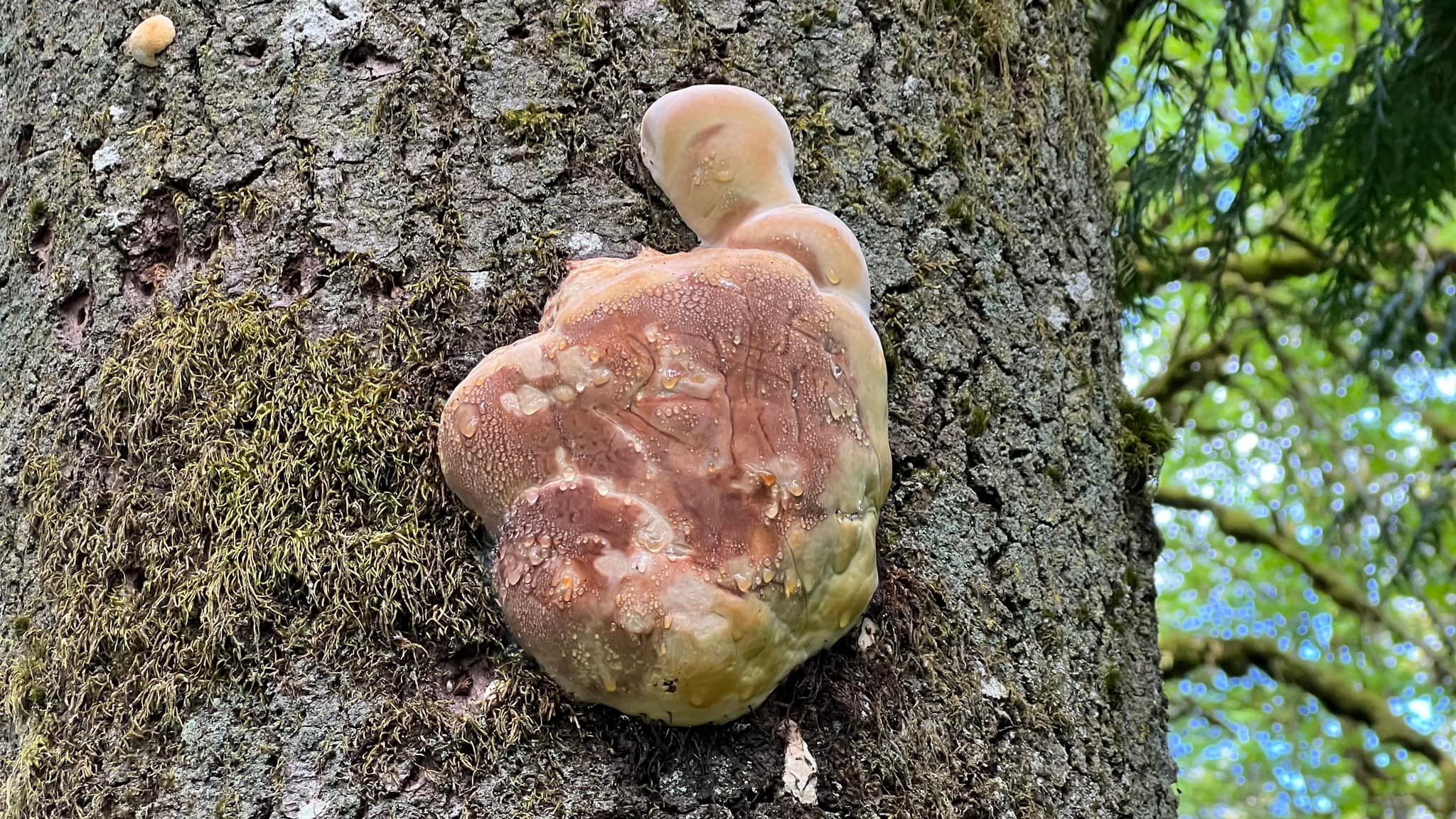 Fungus growing on a tree in a ravine