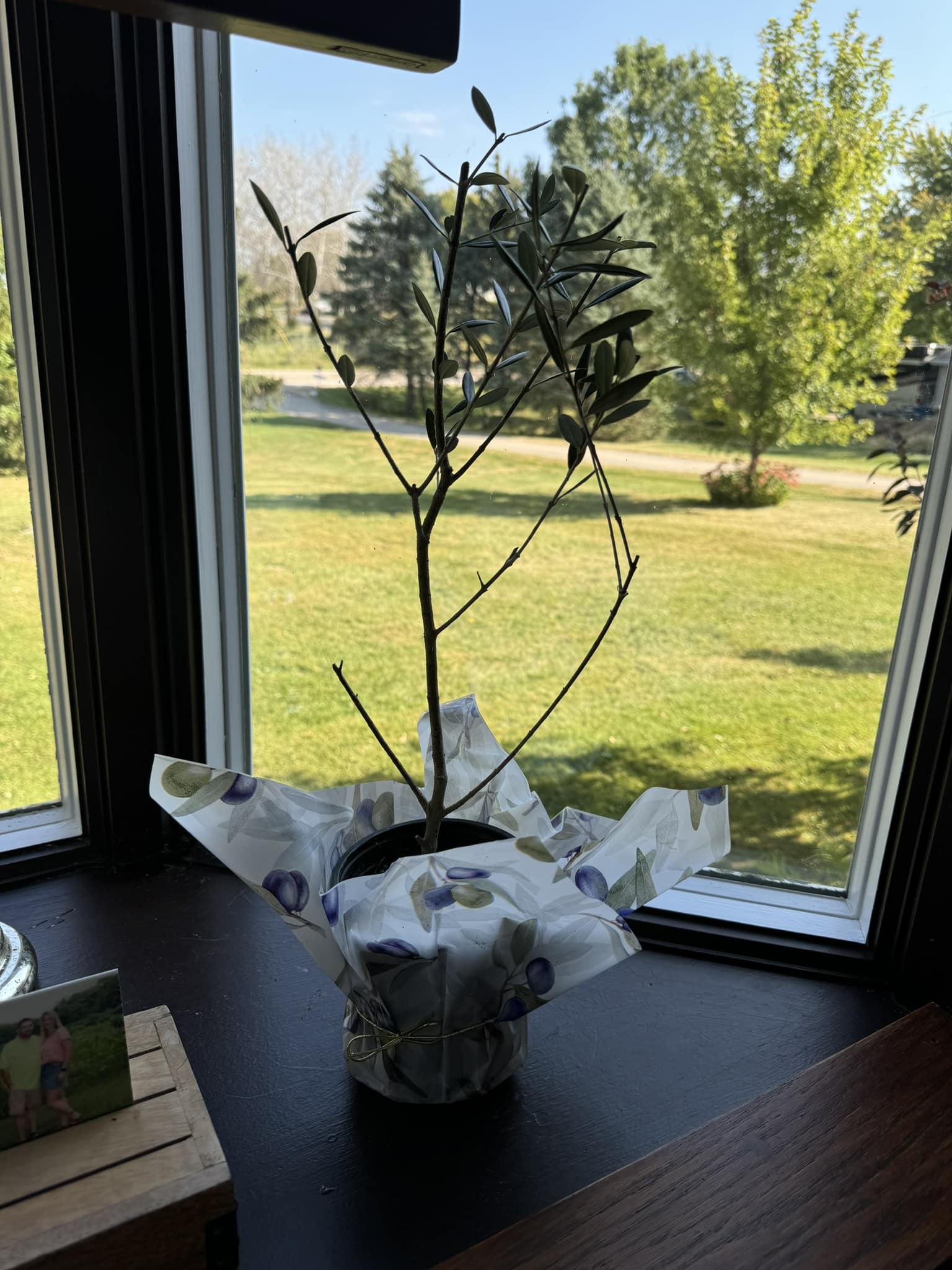 Aldi olive trees available now in Louisville