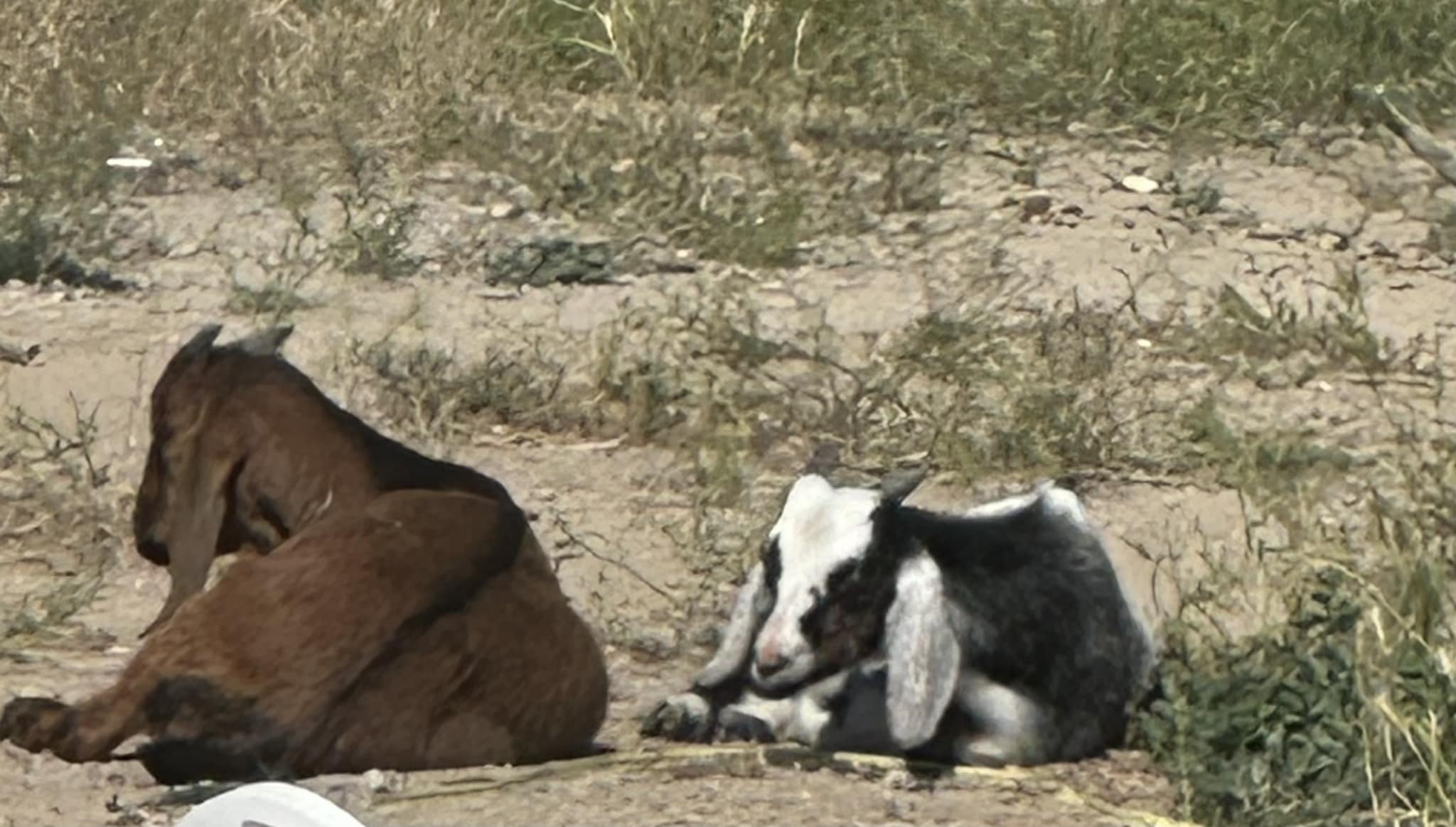 what muscle to give b12 injection goats Where B complex injections to and dosage tips Vitamin B12 Injection Standing b-complex Volume:500mL
