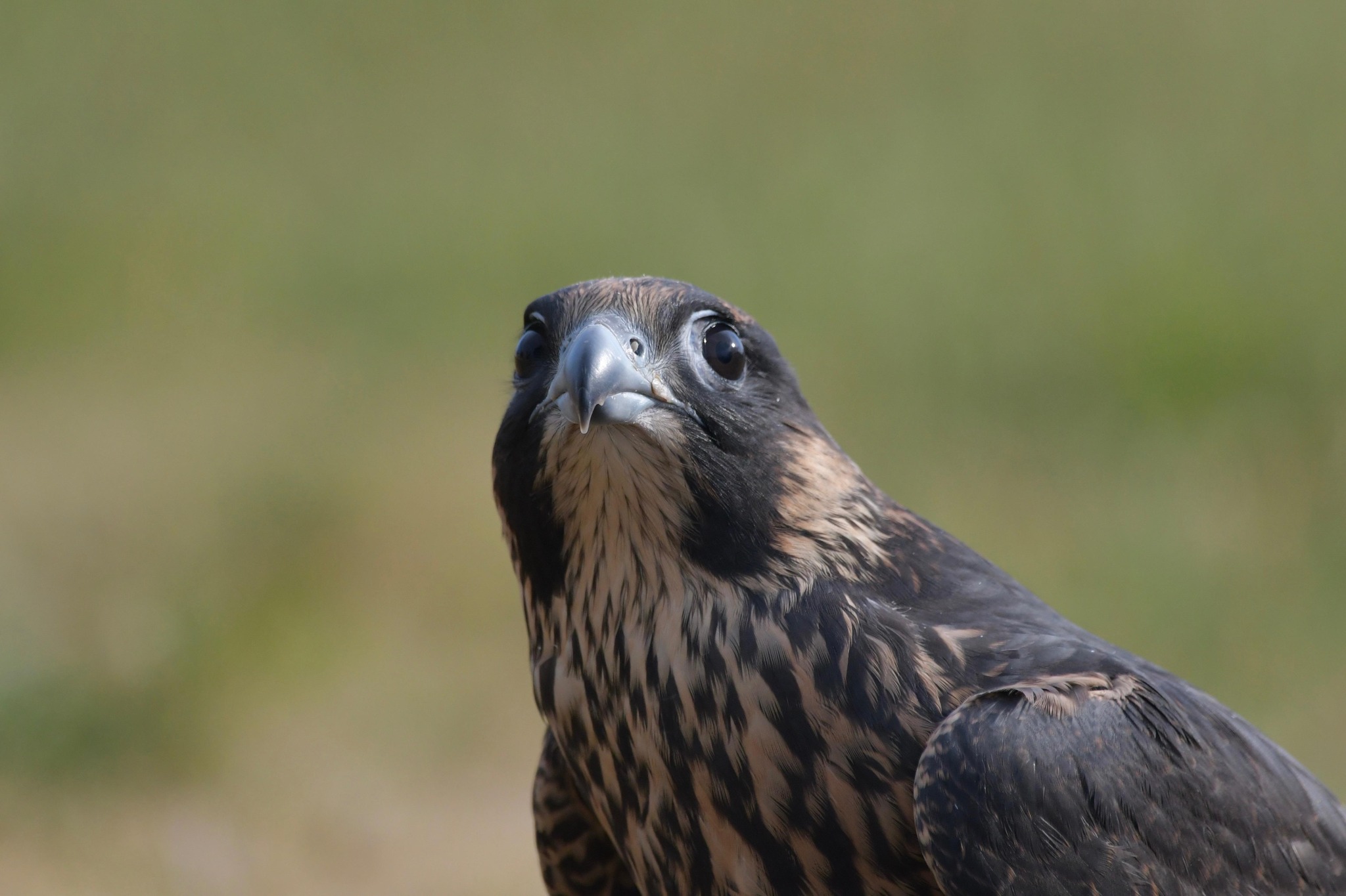 Pacific Northwest Birding | What large Seattle hawk could look snow ...