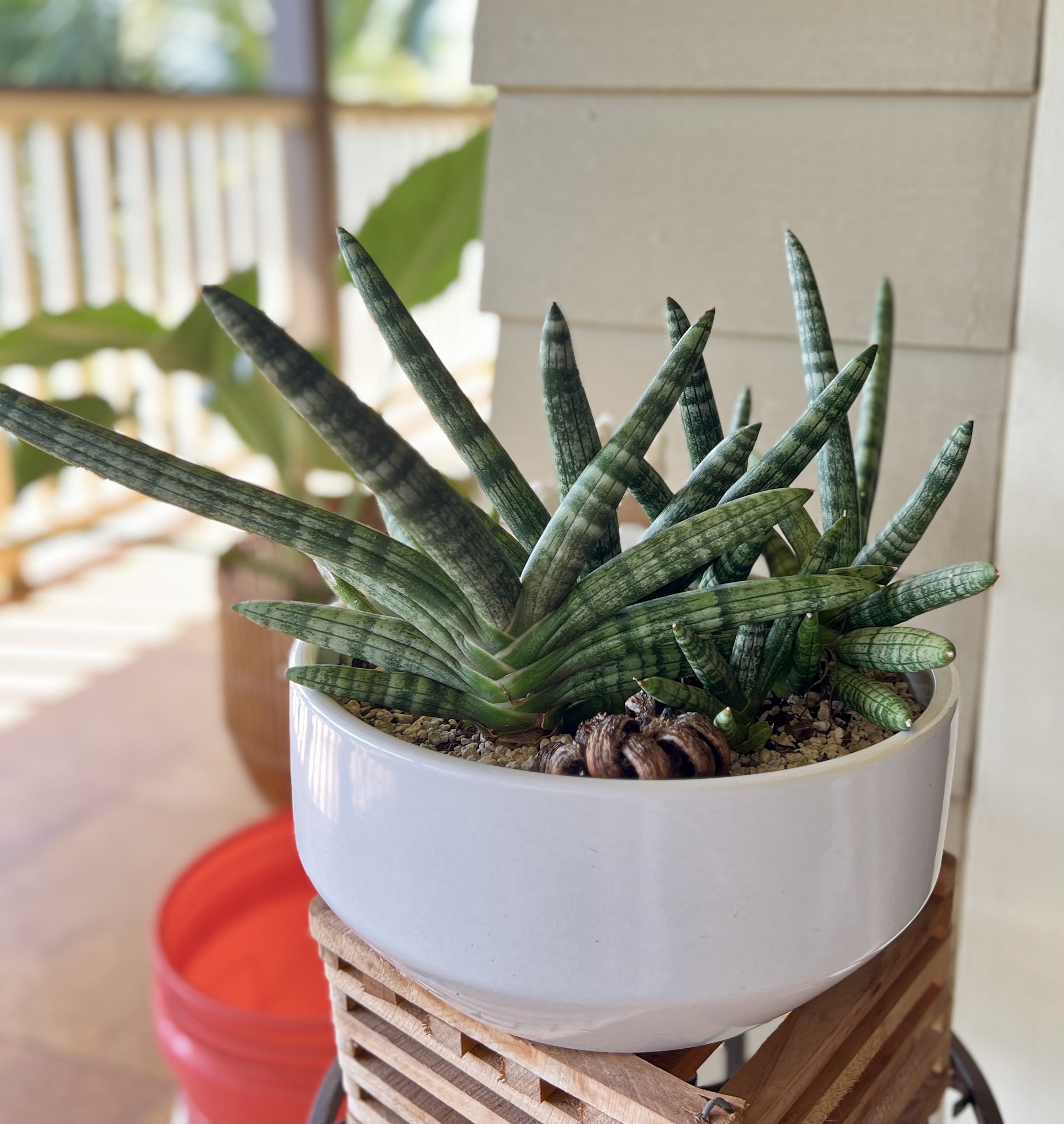 What is a good book title for ID of sansevieria varieties?
