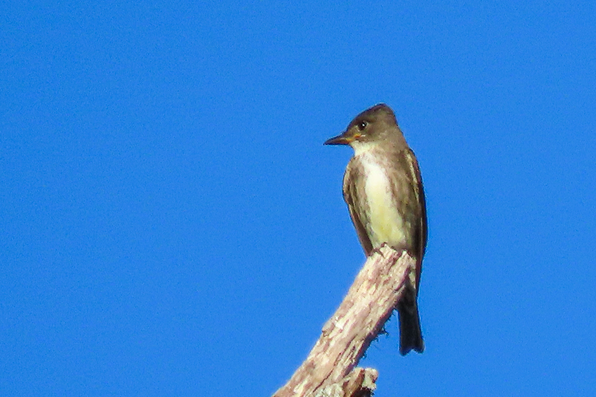 What type of flycatcher is this in Central Virginia?