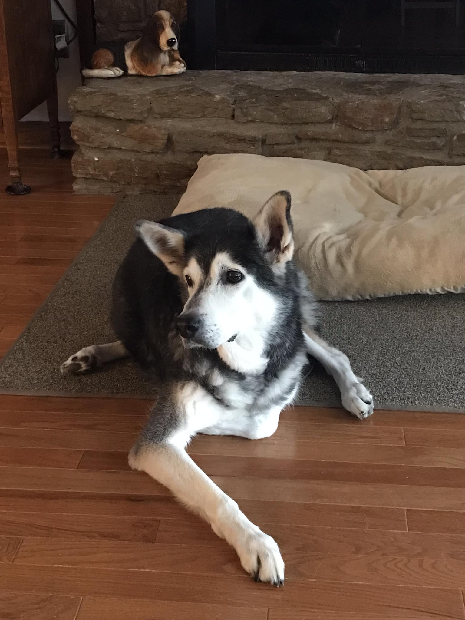 My beautiful 15 year old Siberian Husky. ❤️