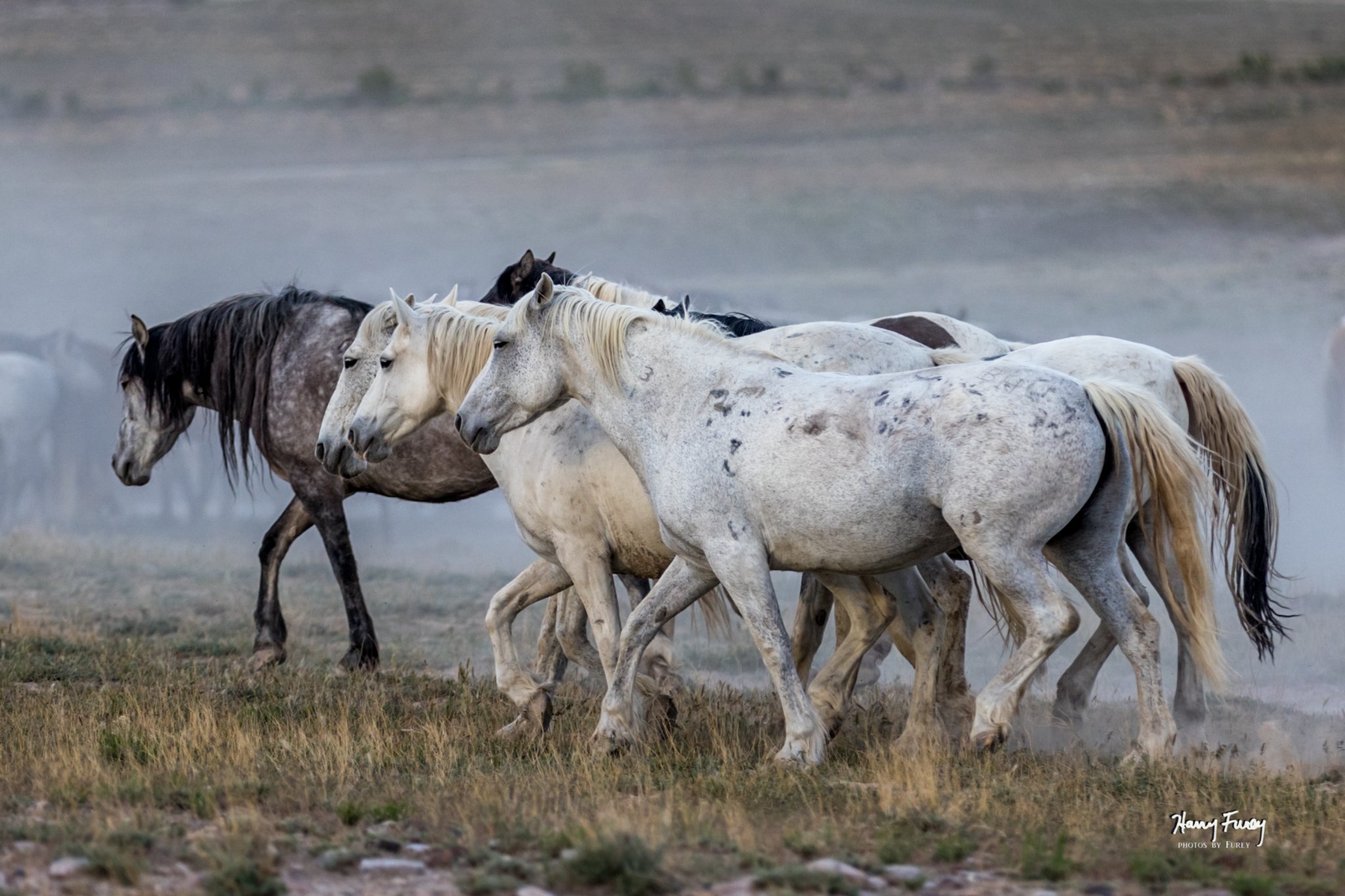 Save the Onaqui Wild Horses! | Facebook