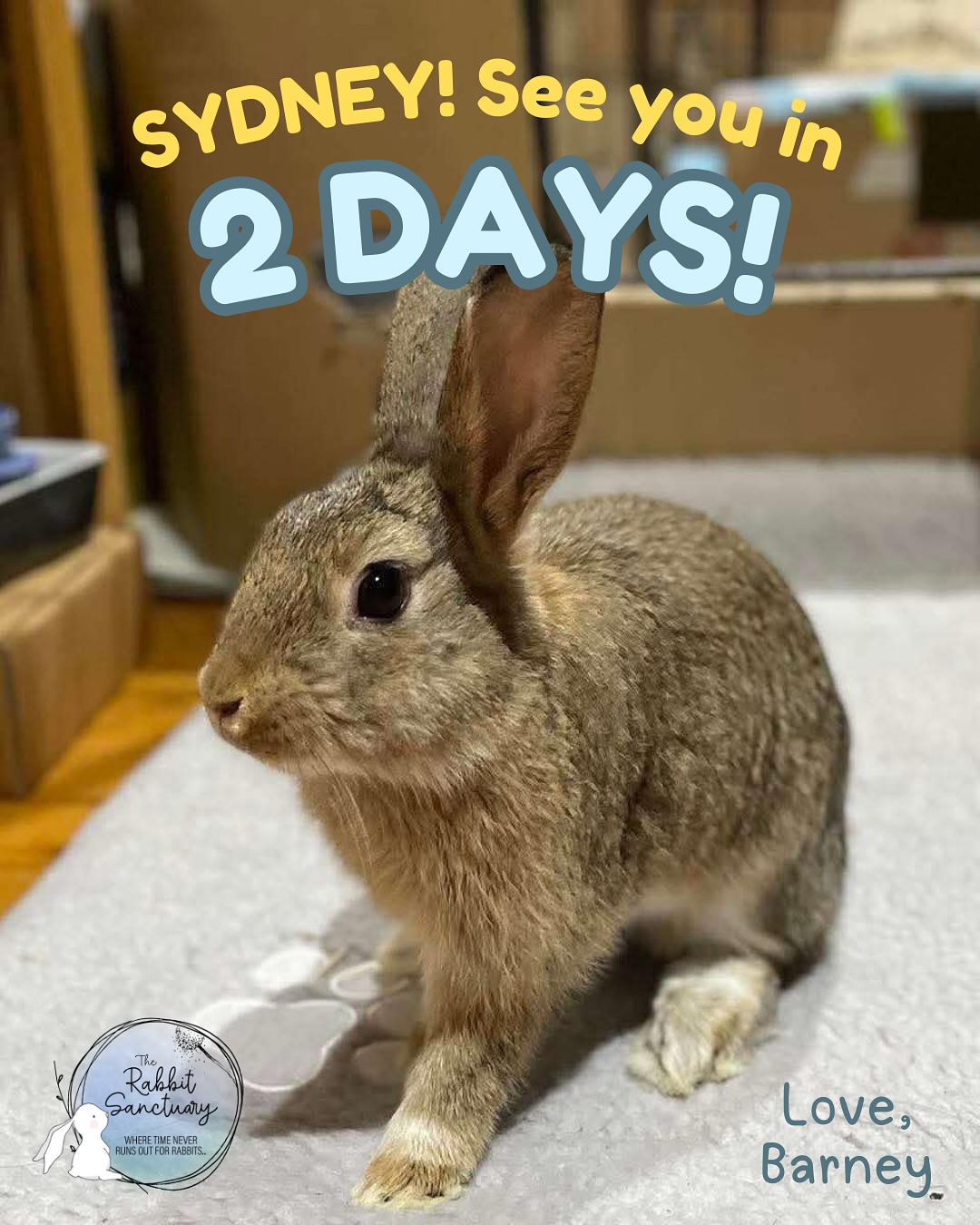 The Rabbit Sanctuary added a new... - The Rabbit Sanctuary