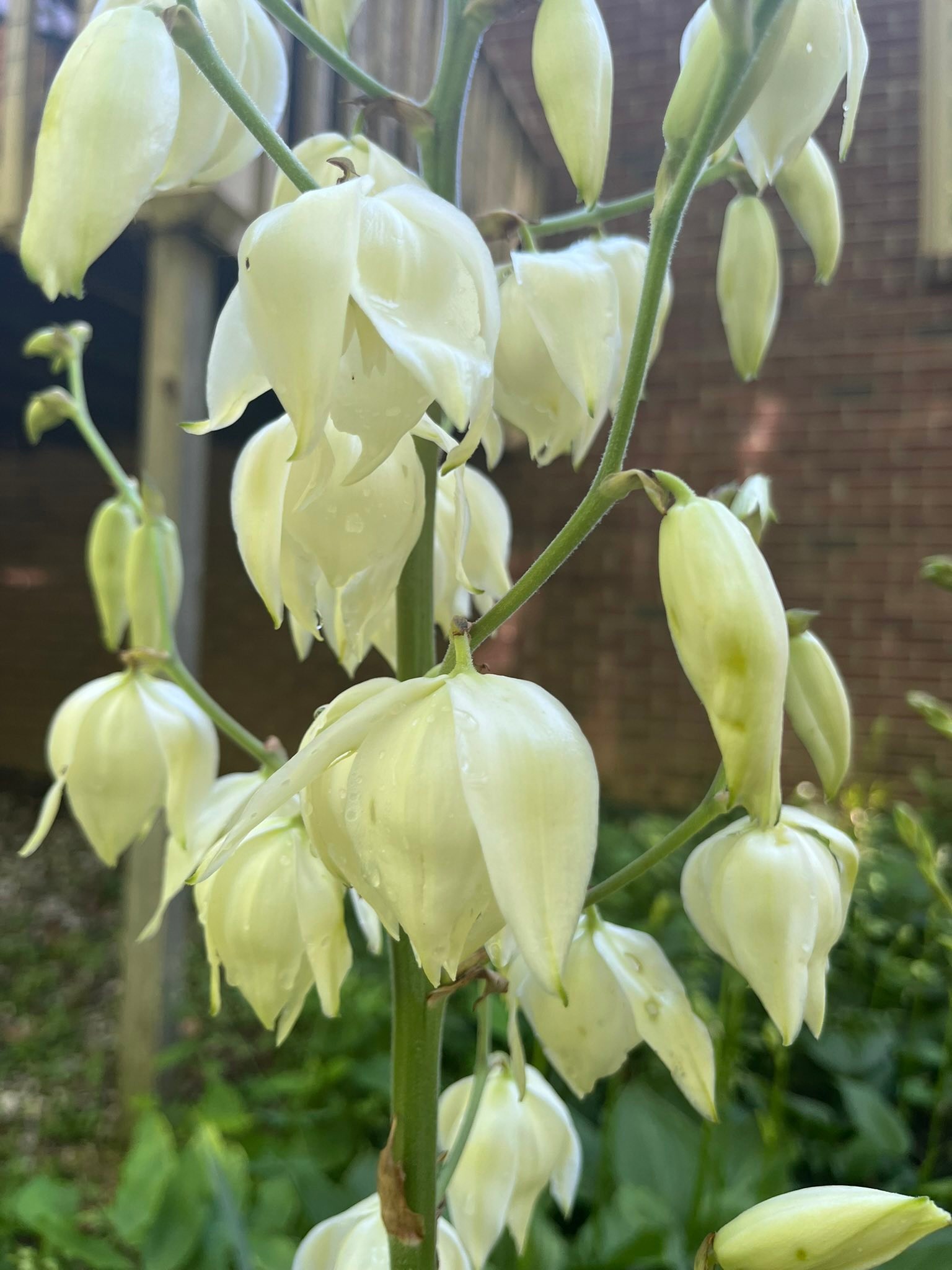 What is this plant resembling yucca among my hostas?