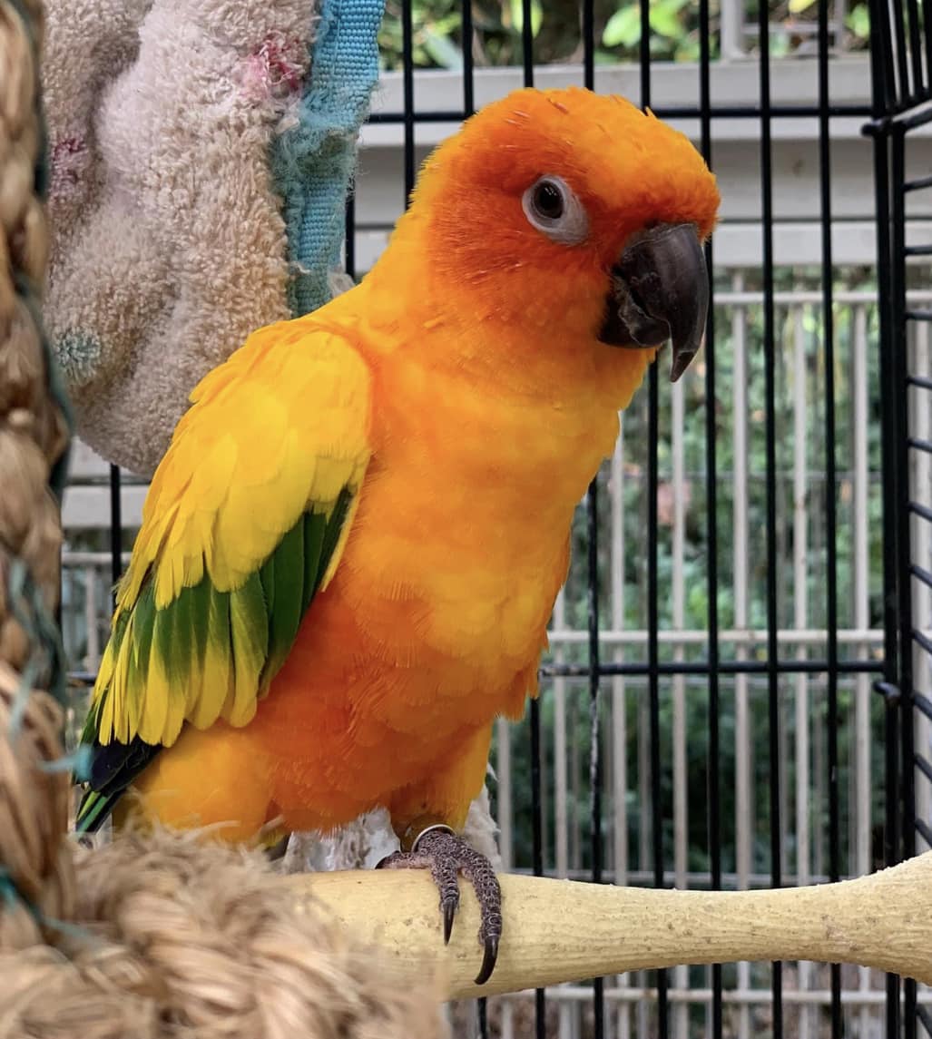 Lost Senegal parrot in Clearwater, Florida?