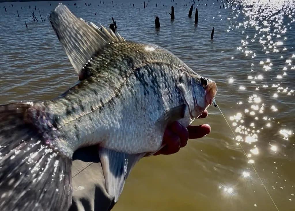 24) 2 SLAB HUNTER Mayfly/Chart GRUBS BAIT JIGS CRAPPIE PANFISH BABY