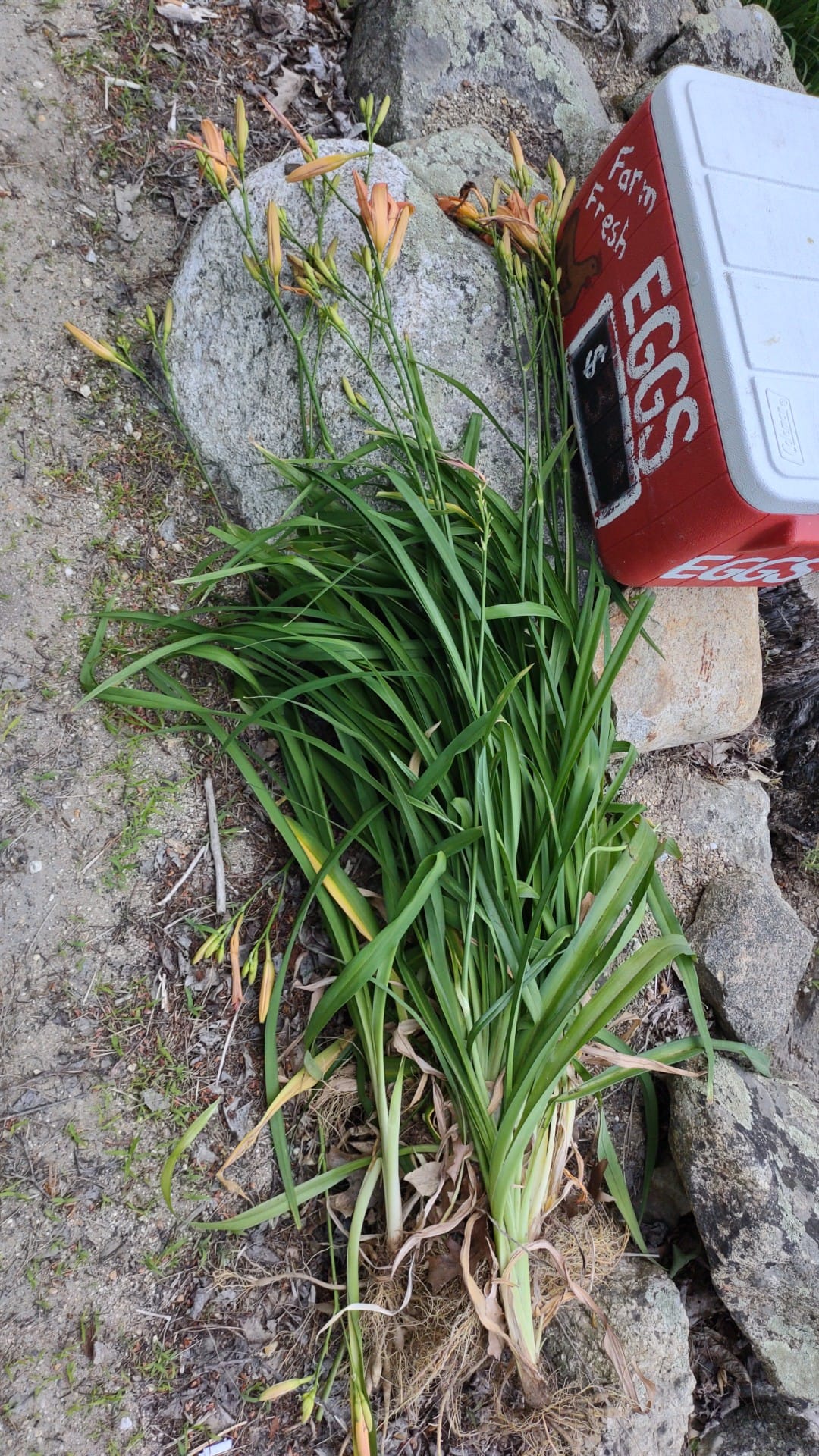 Free tiger lilies on Klock Road in St. Johnsville, New York