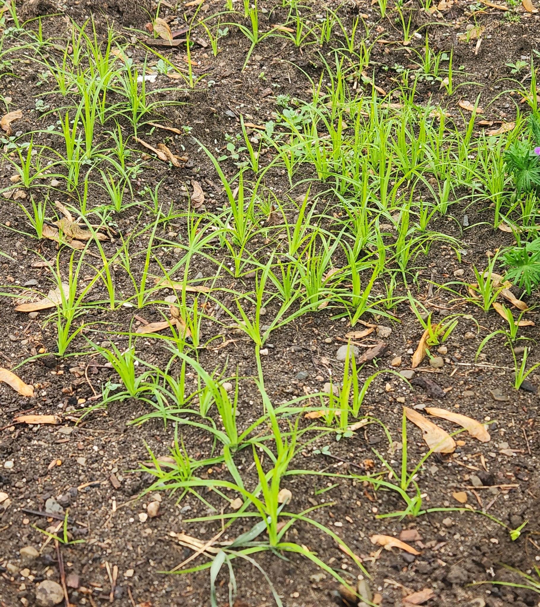 What type of grass has horizontal roots and pulls up easily?