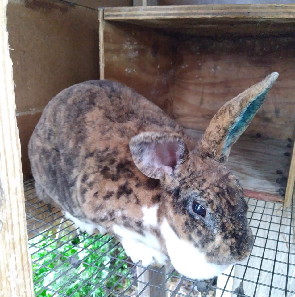 Bronson's bunnies Rabbitry | Available rabbits | Facebook