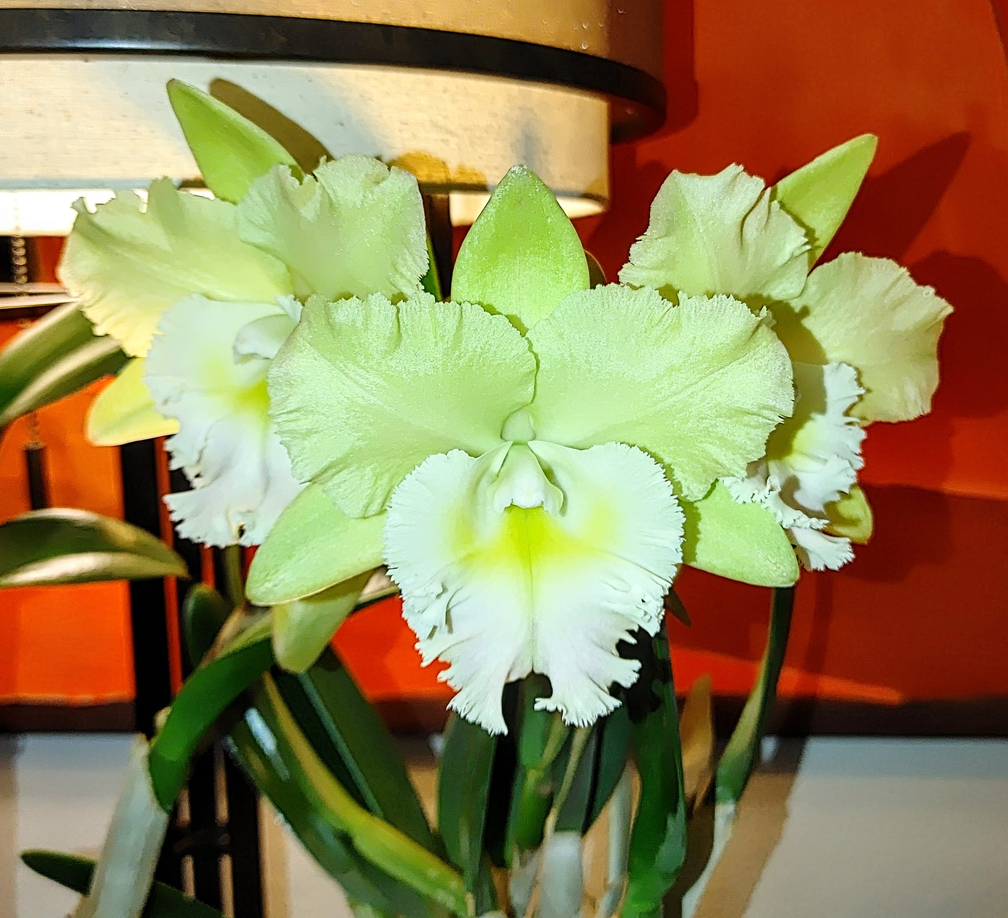 Drew Simon Smith 'Krull's Envy' orchid
