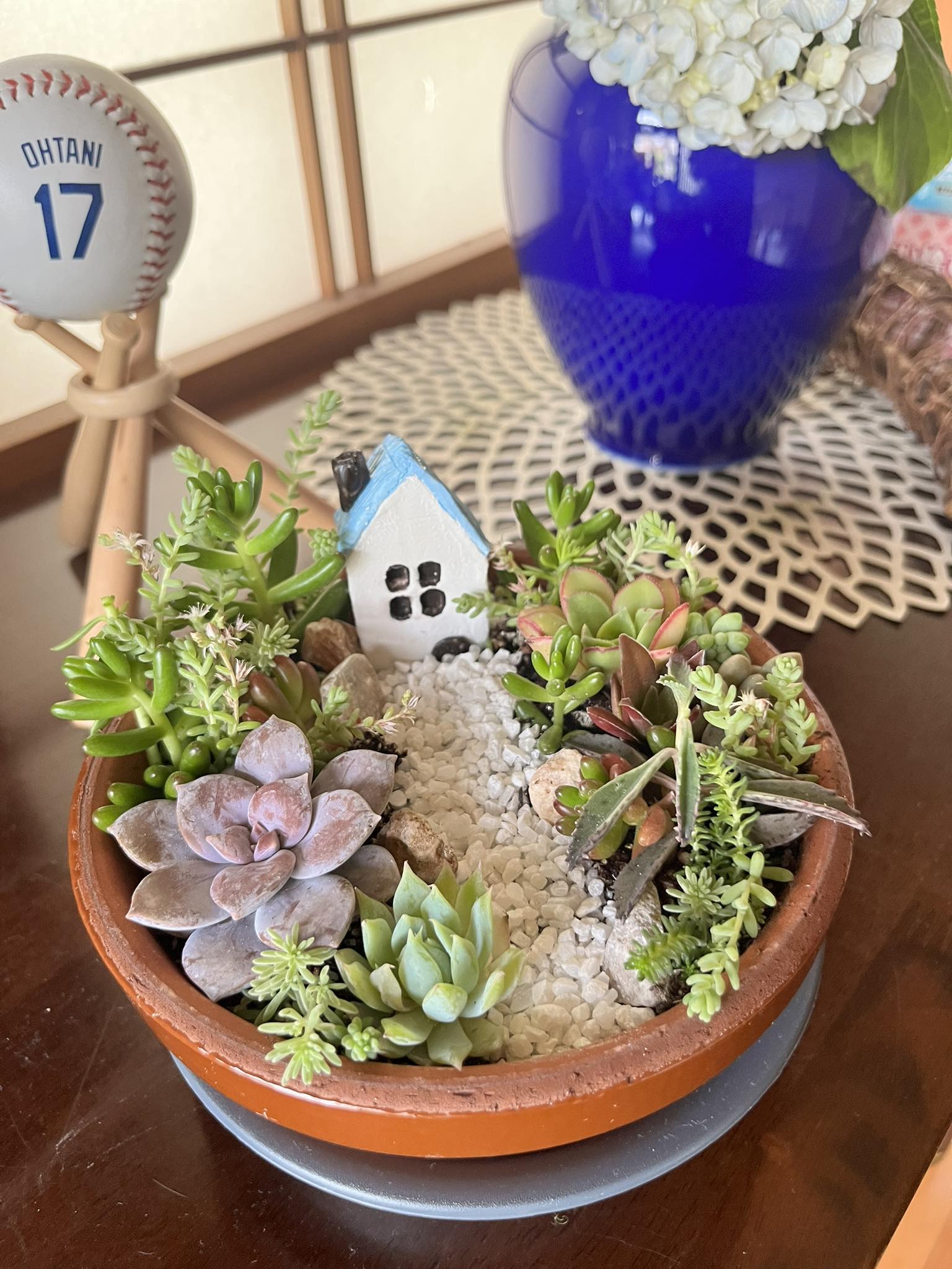多肉植物　寄せ植え（夢かわいいver.） 母さん初の多肉植物寄せ植え。可愛い。