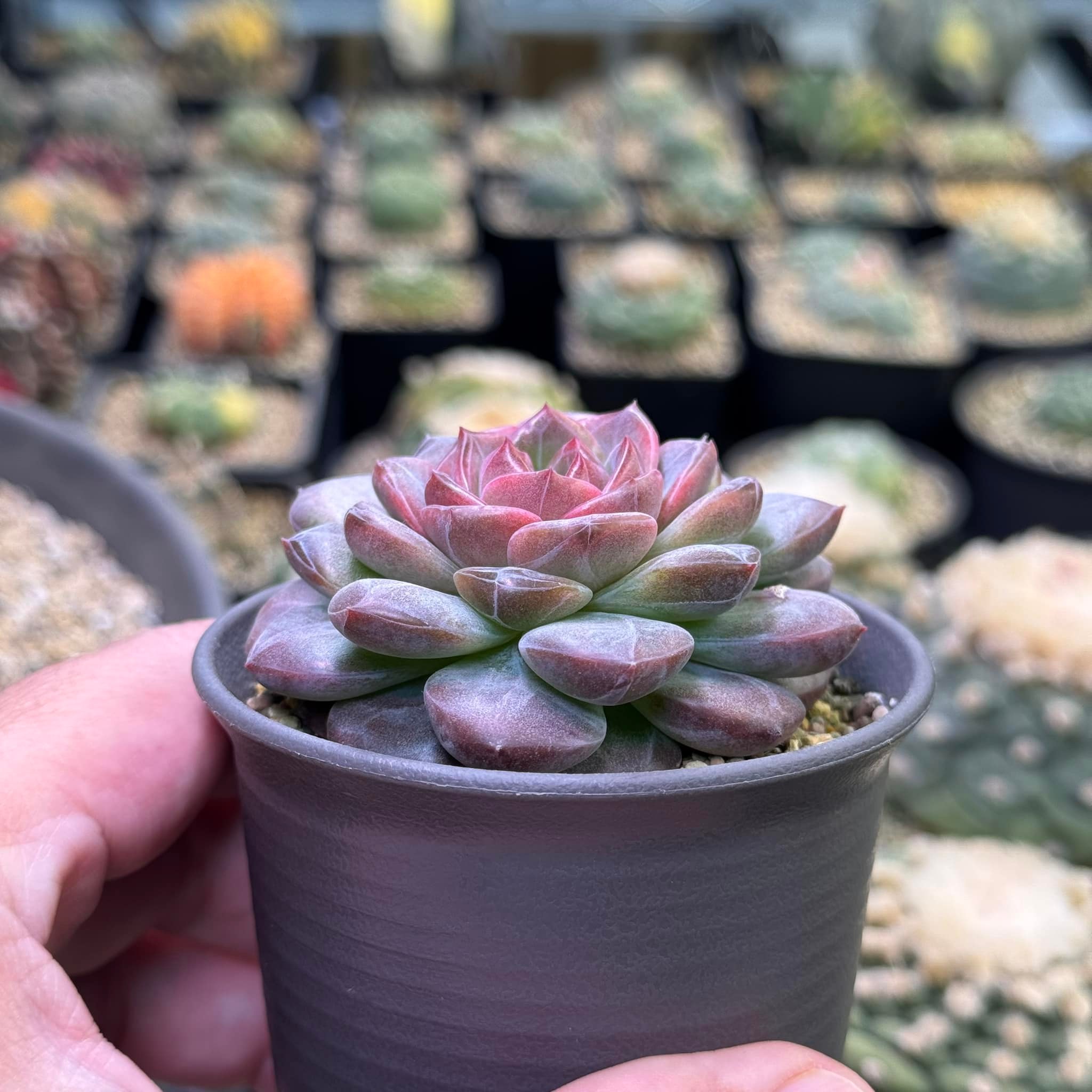 Haworthias vs echeveria succulents