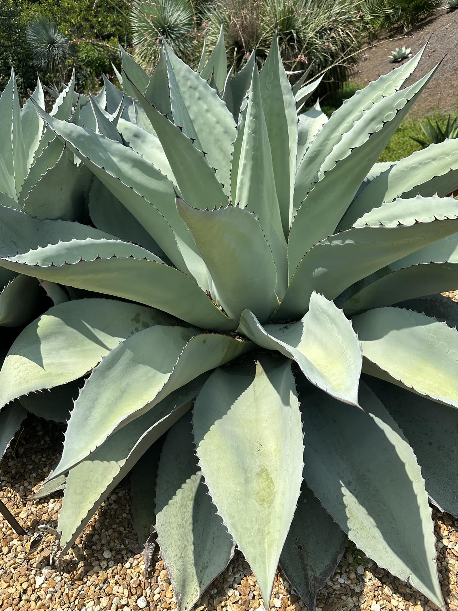 Agave ovatifolia 'Awekening Angel'